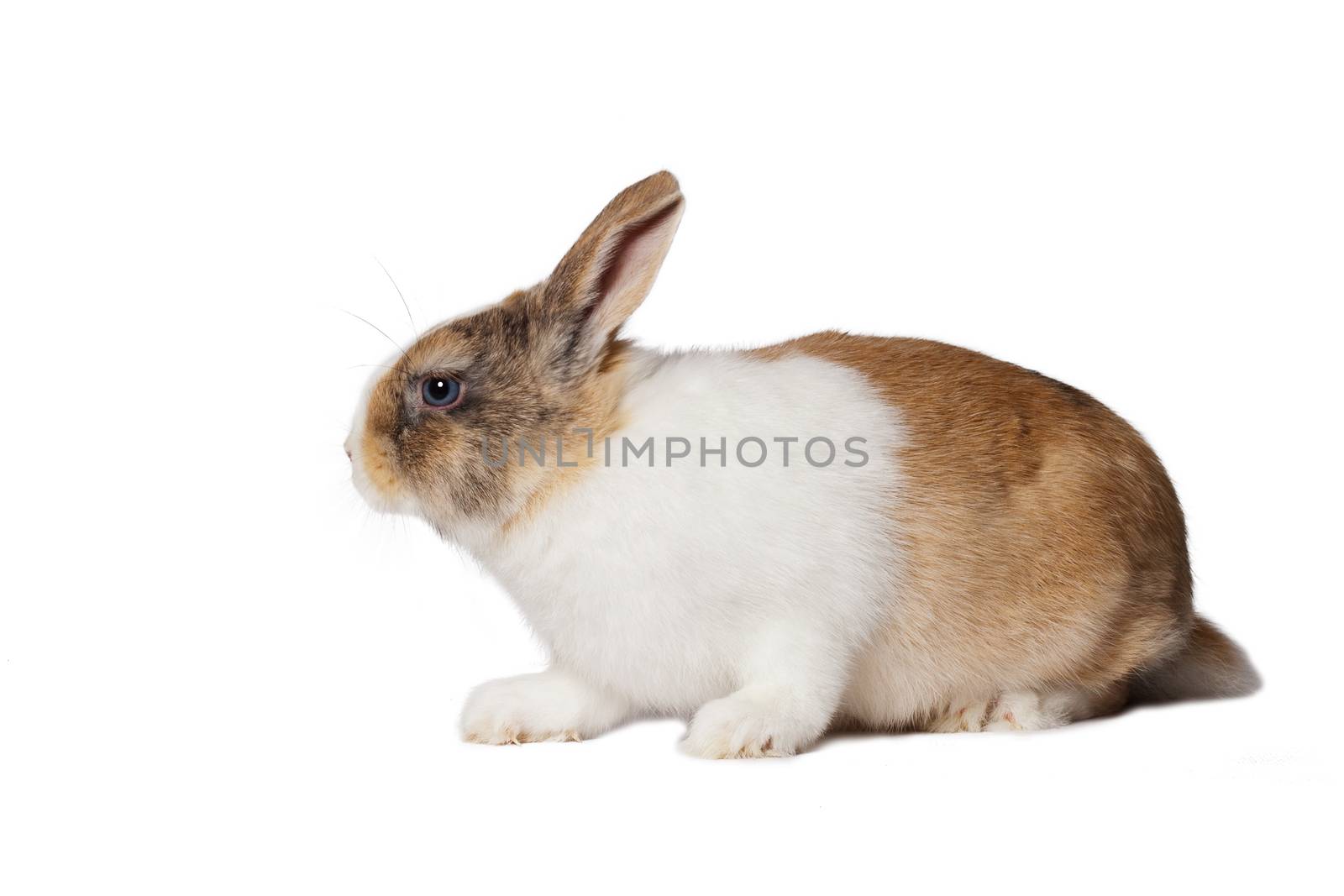 Small domestic ruddy-white rabbit with blue eyes