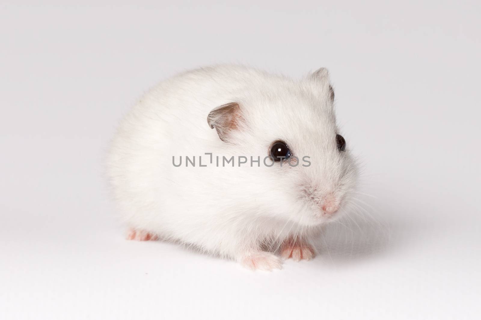 White hamster with pink paws and black eyes