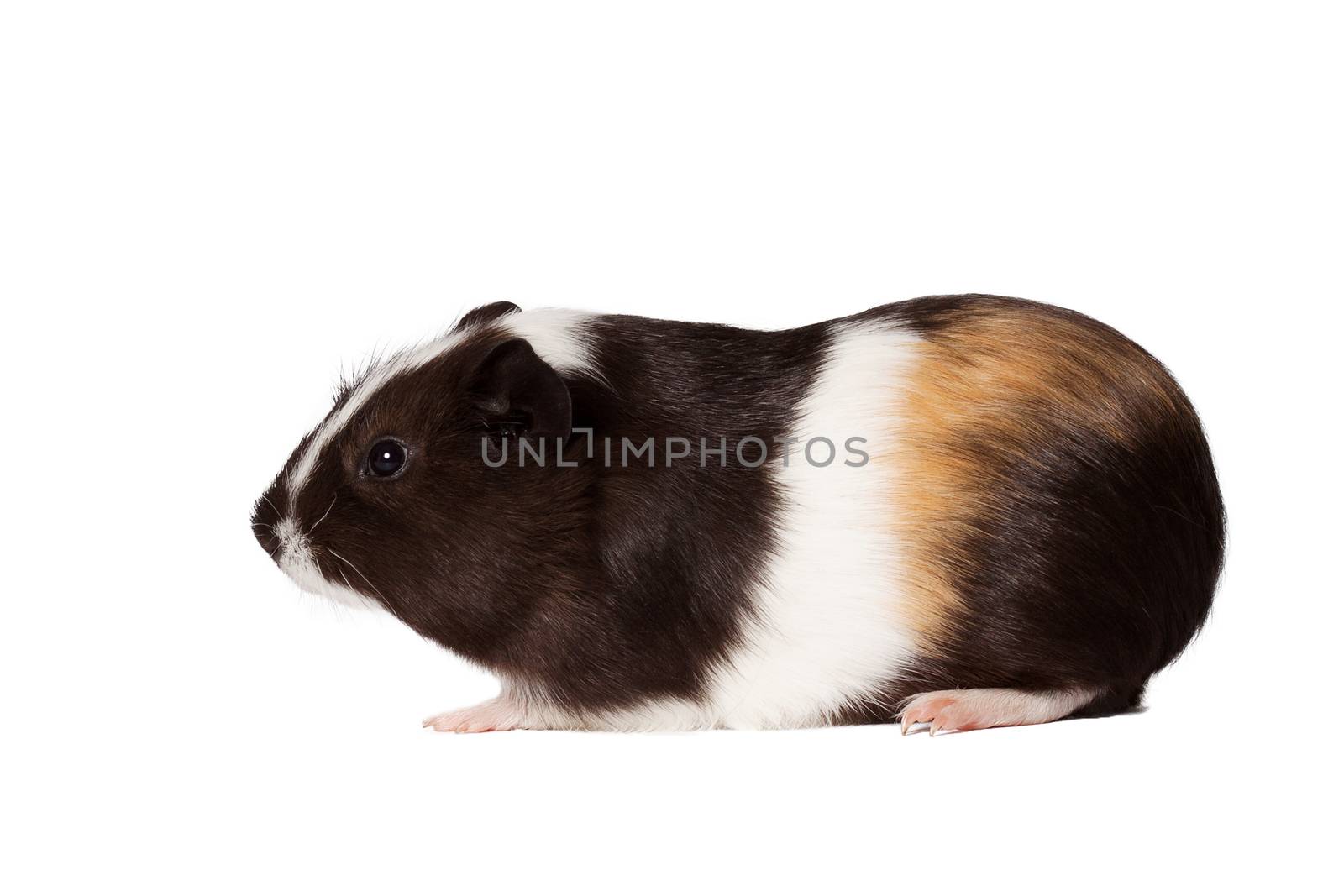 Macro portrait of small colored guinea pig