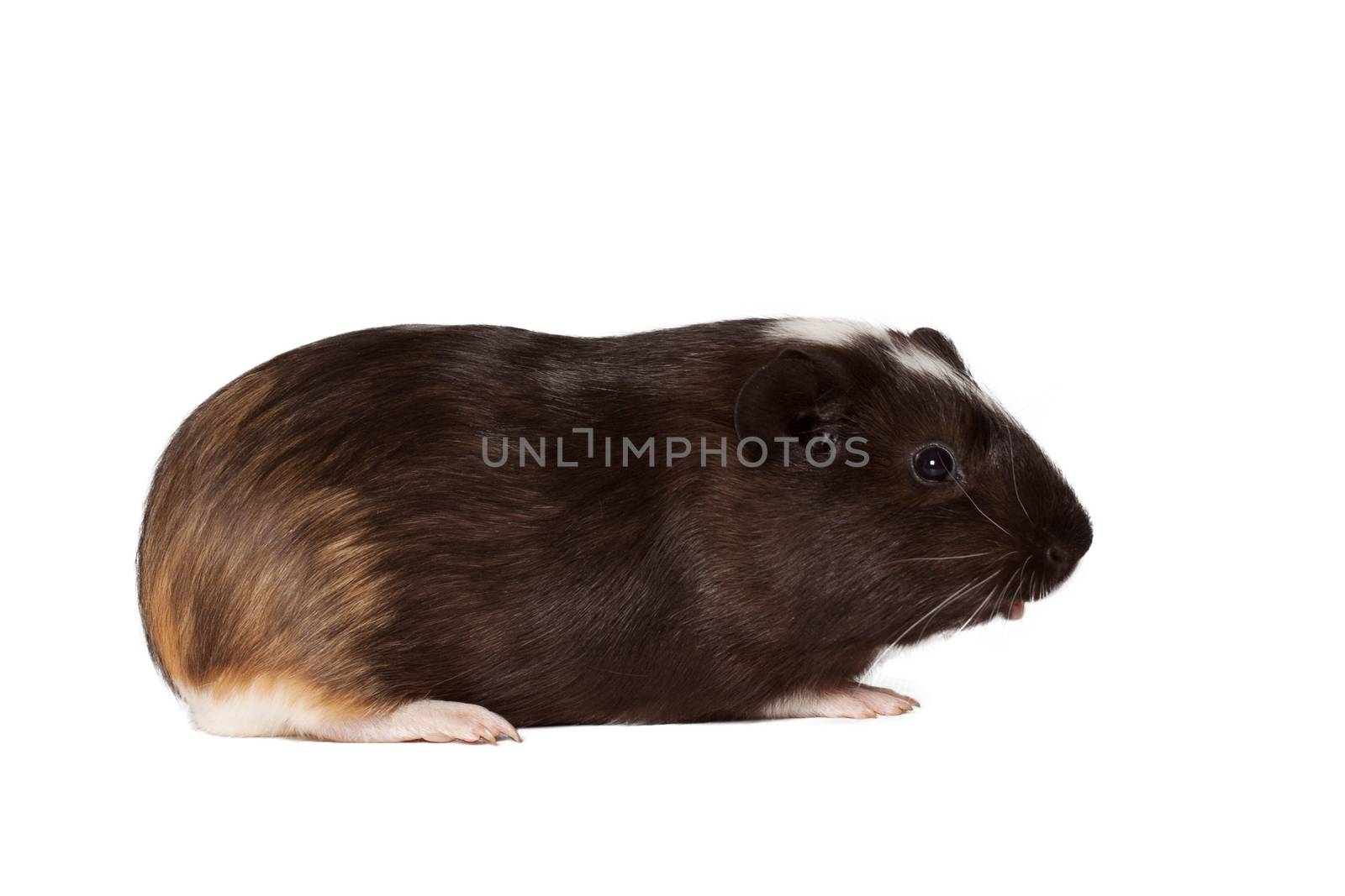 Macro portrait of small colored guinea pig