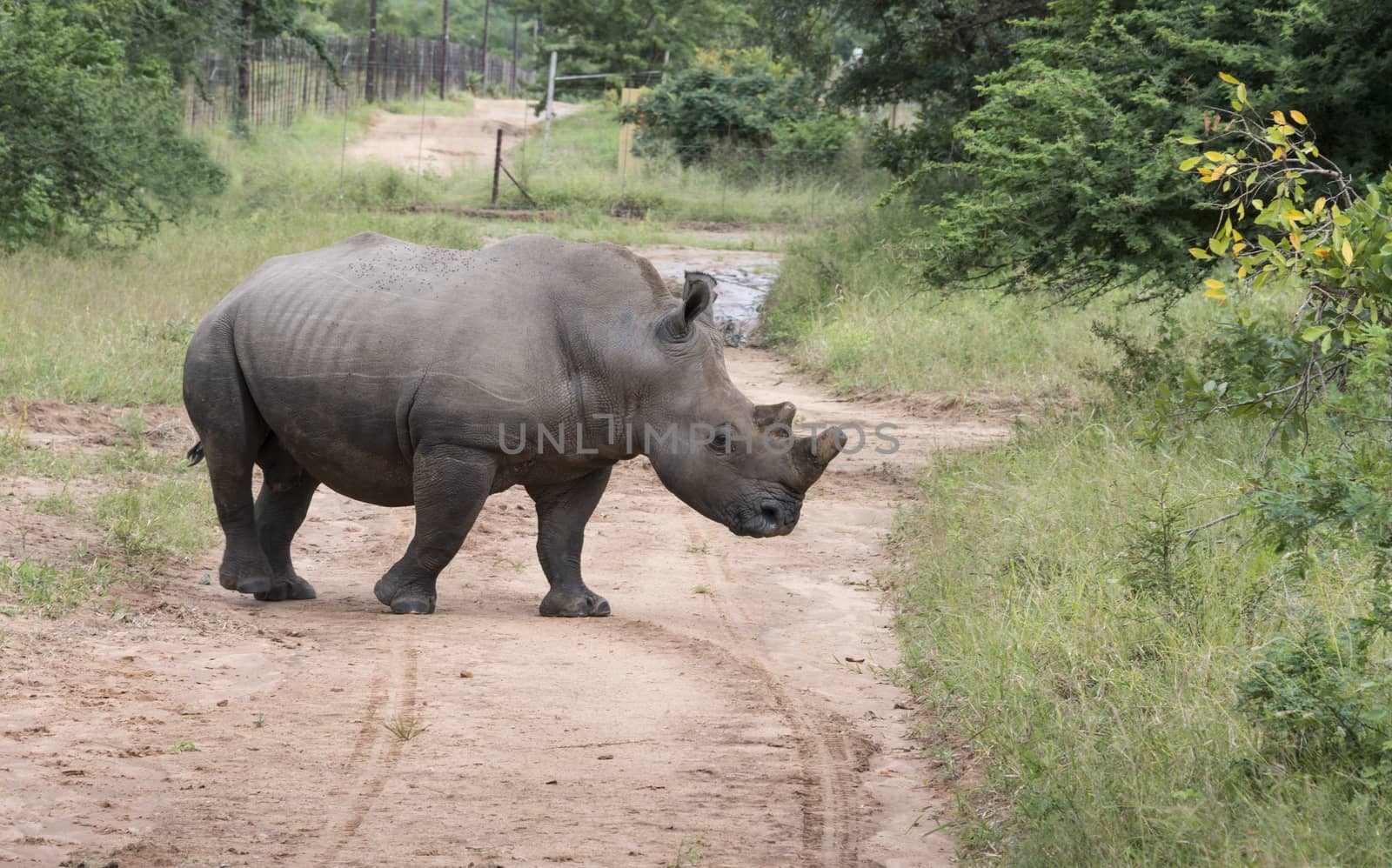 white rhino one of the big 5 animals at the kruger national park in south africa