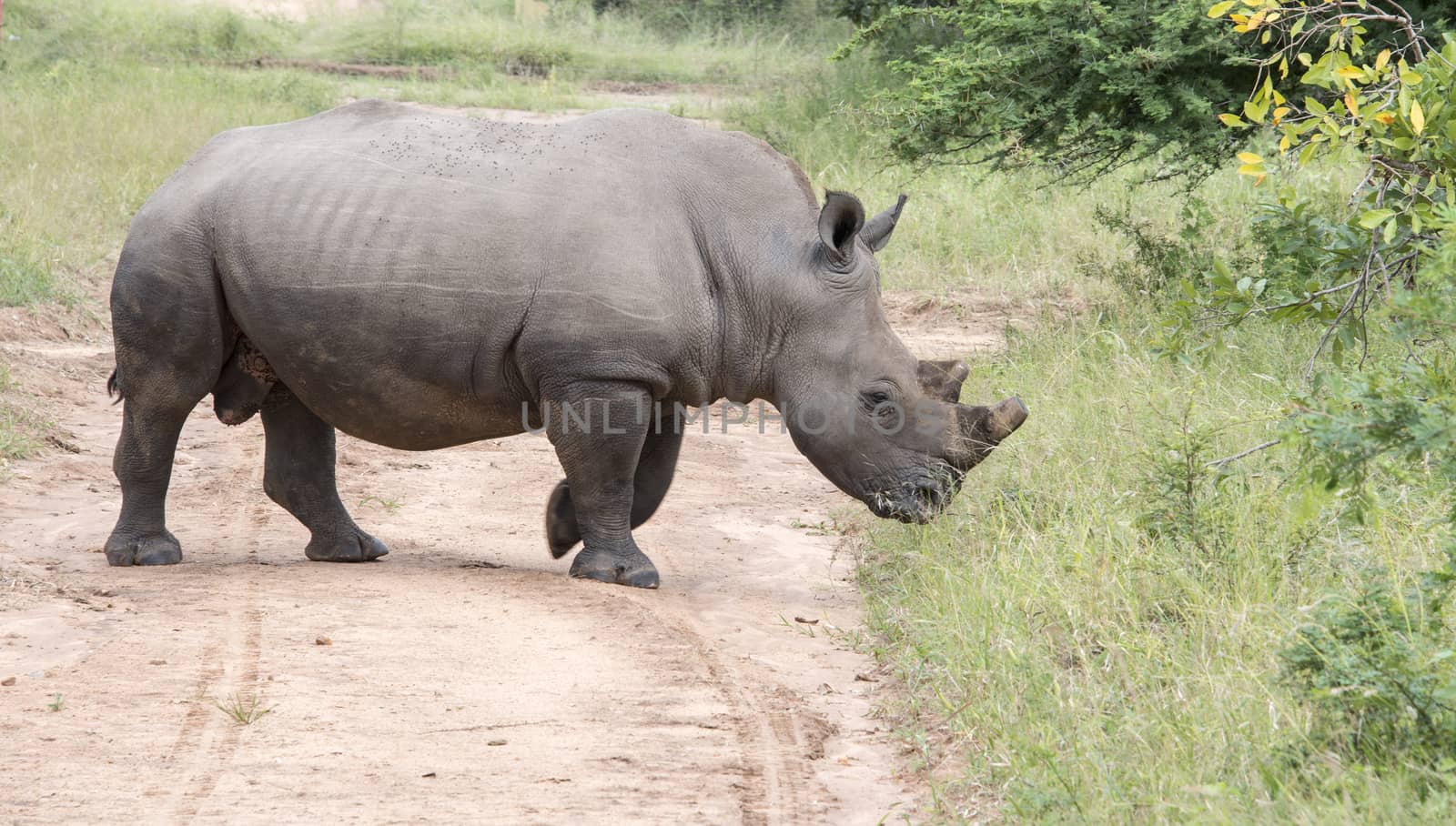 white rhino at the kruger park by compuinfoto