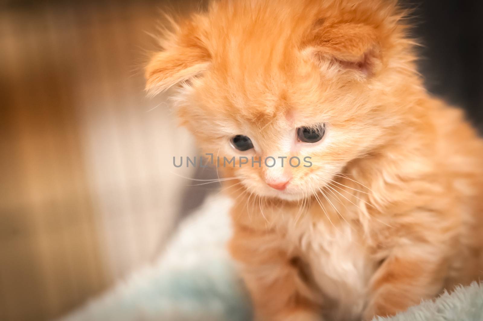 closeup of a beautiful ginger kitten