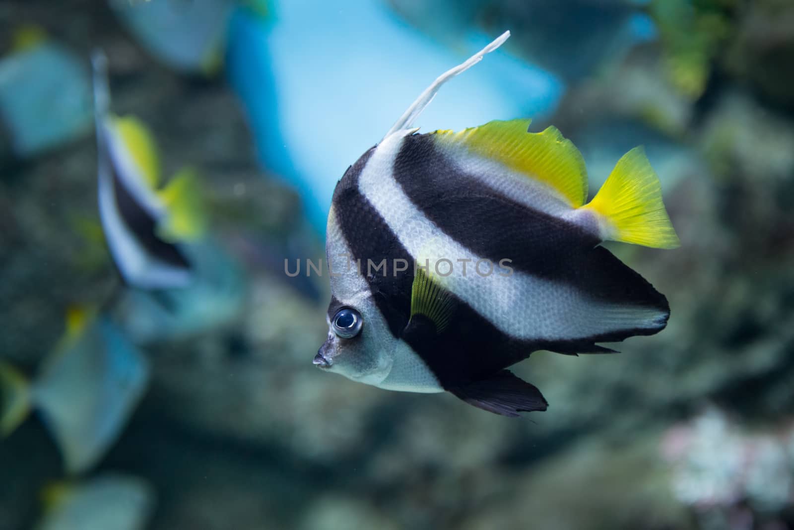 Amazing  tropical fish at Moscow Oceanarium, Russia