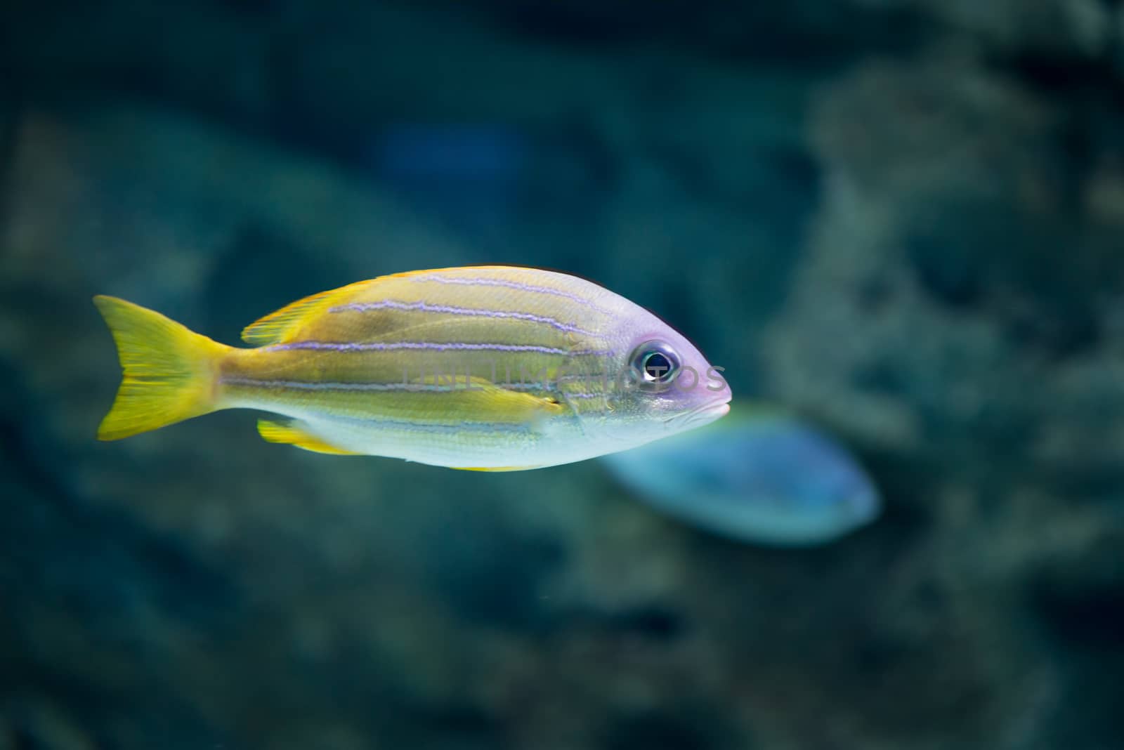 Amazing  tropical fish at Moscow Oceanarium, Russia