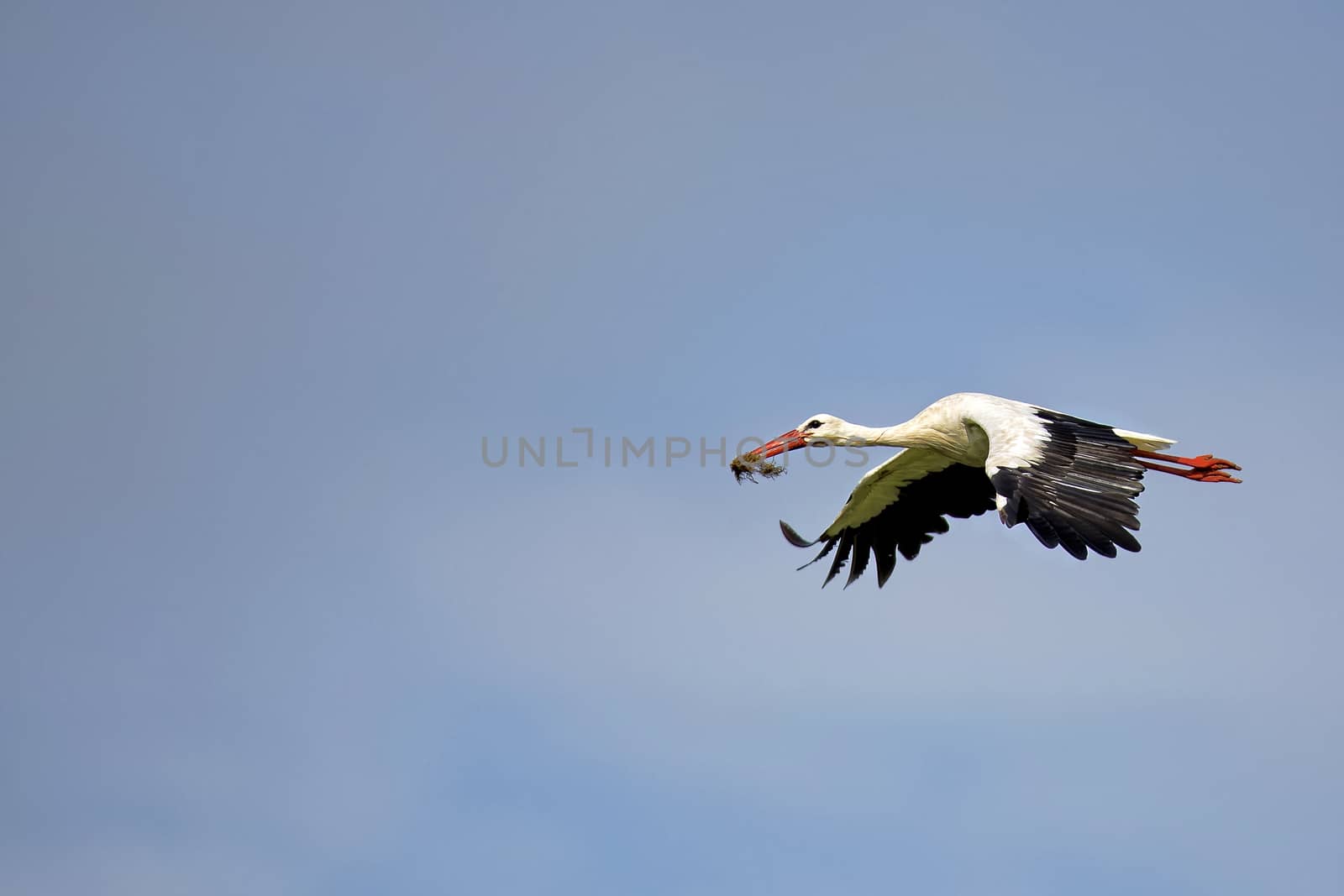 White stork in flight, on a blue sky