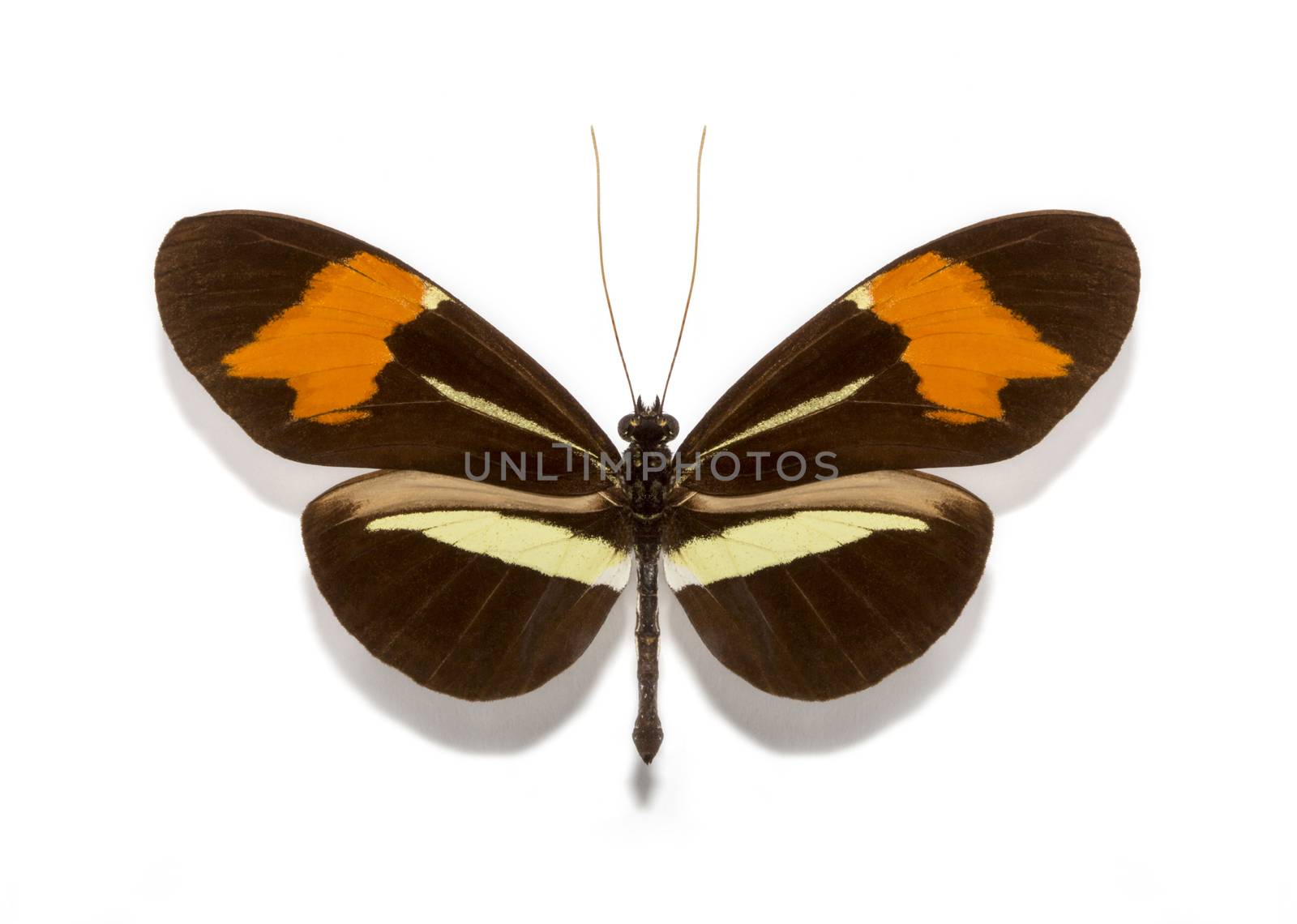 Heliconius erato butterflies by Olvita