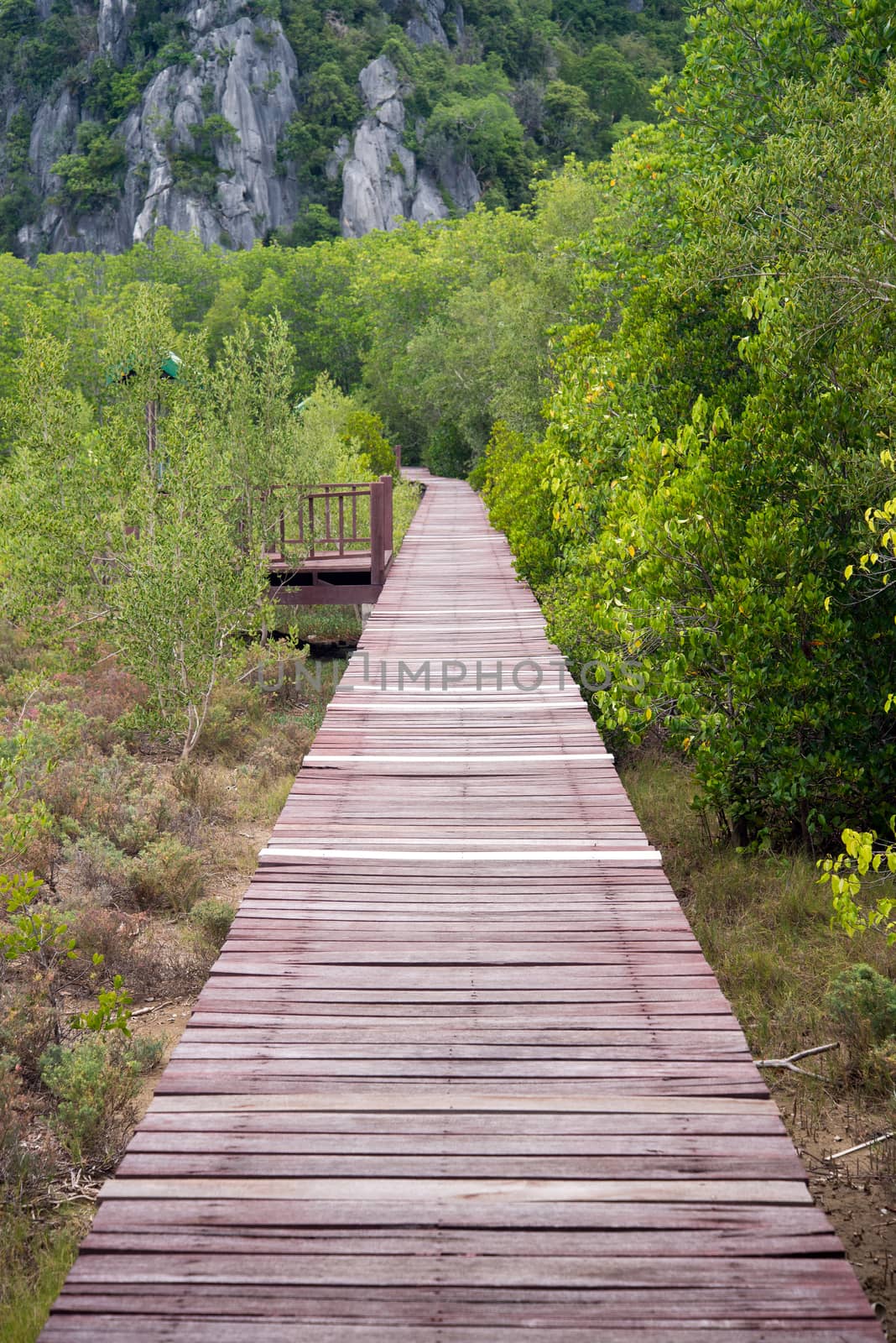 Wooden bridge through the mangrove reforestation