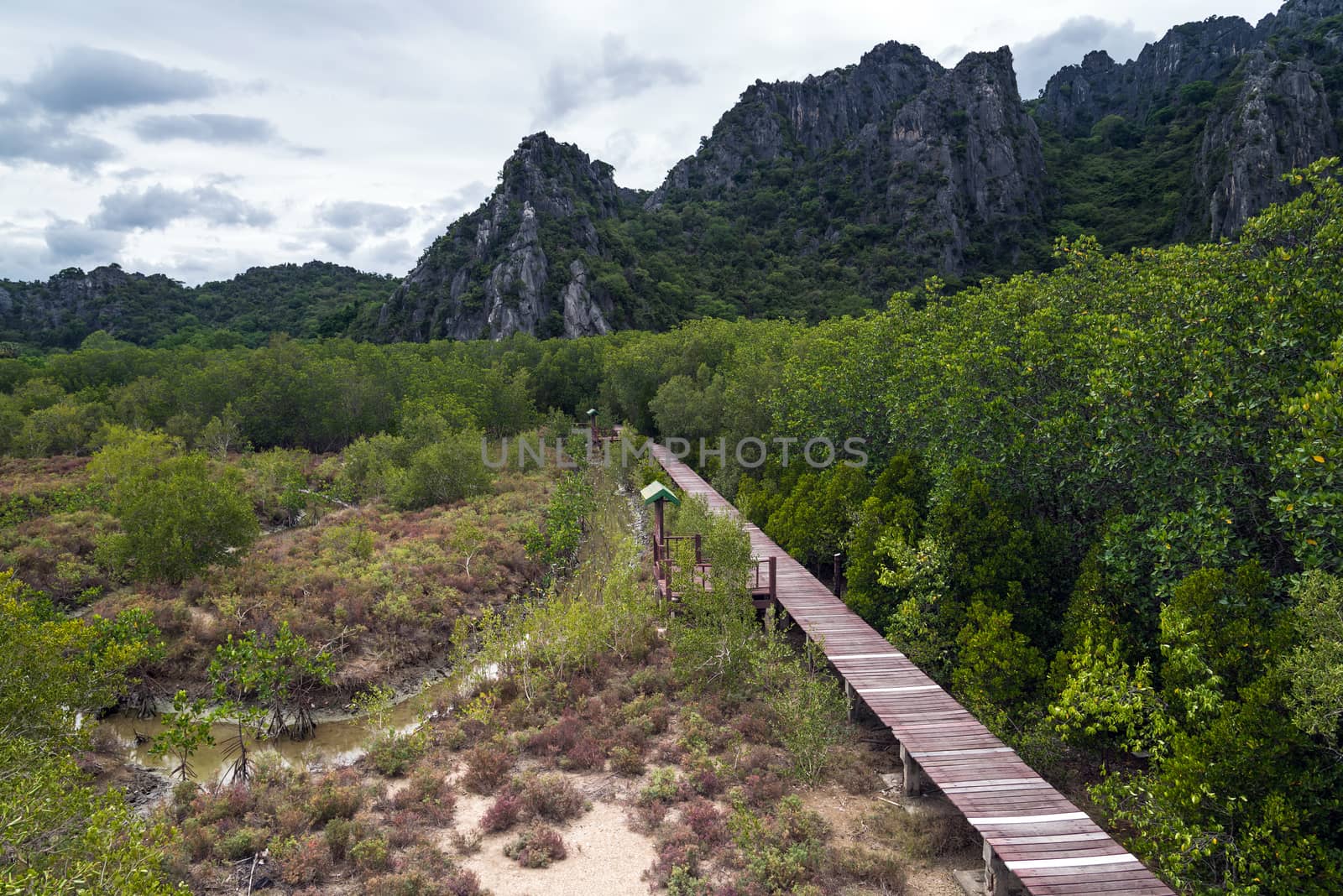 Wooden bridge through the mangrove reforestation by jakgree