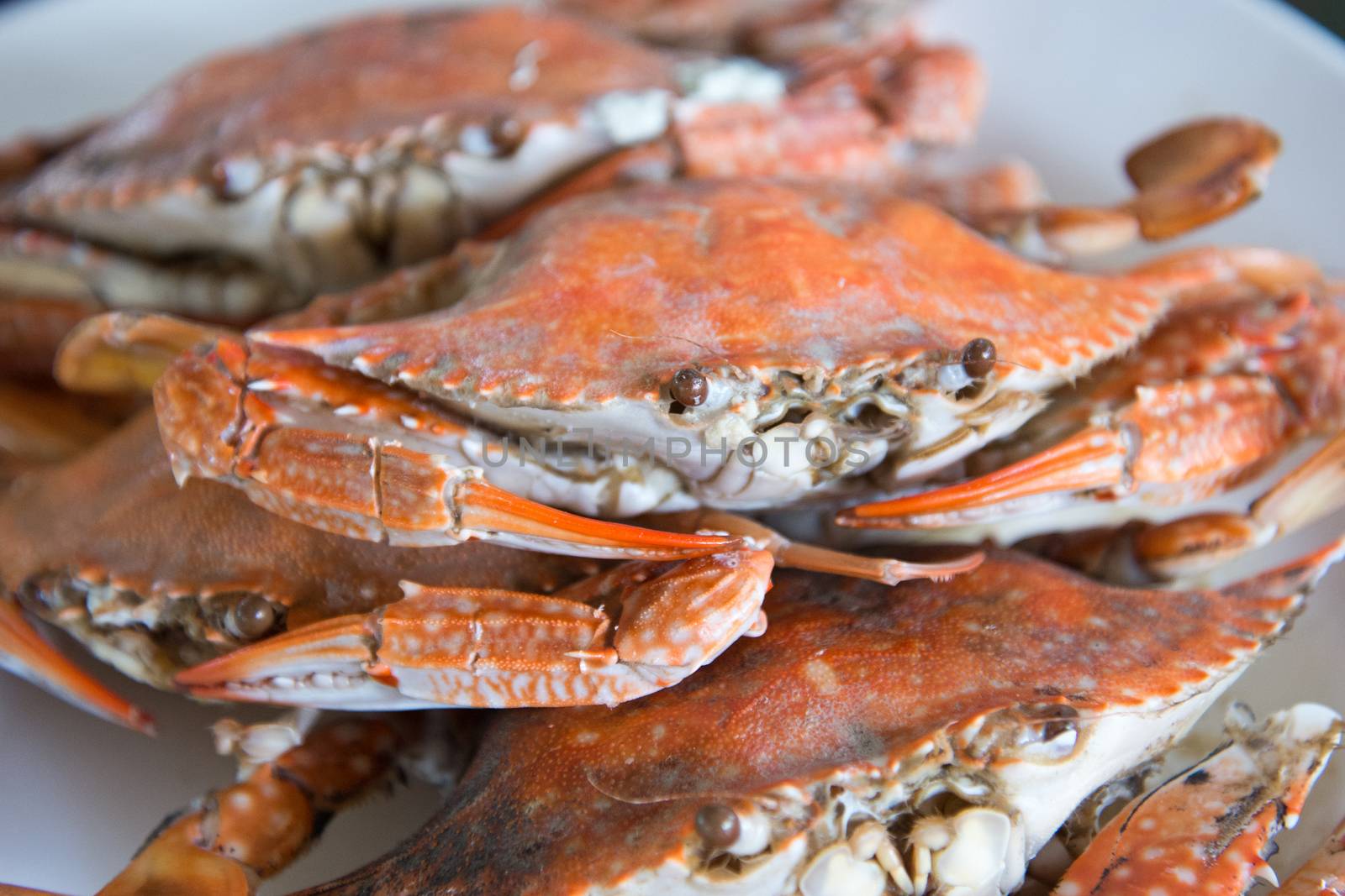 Close-up steamed blue crabs by jakgree