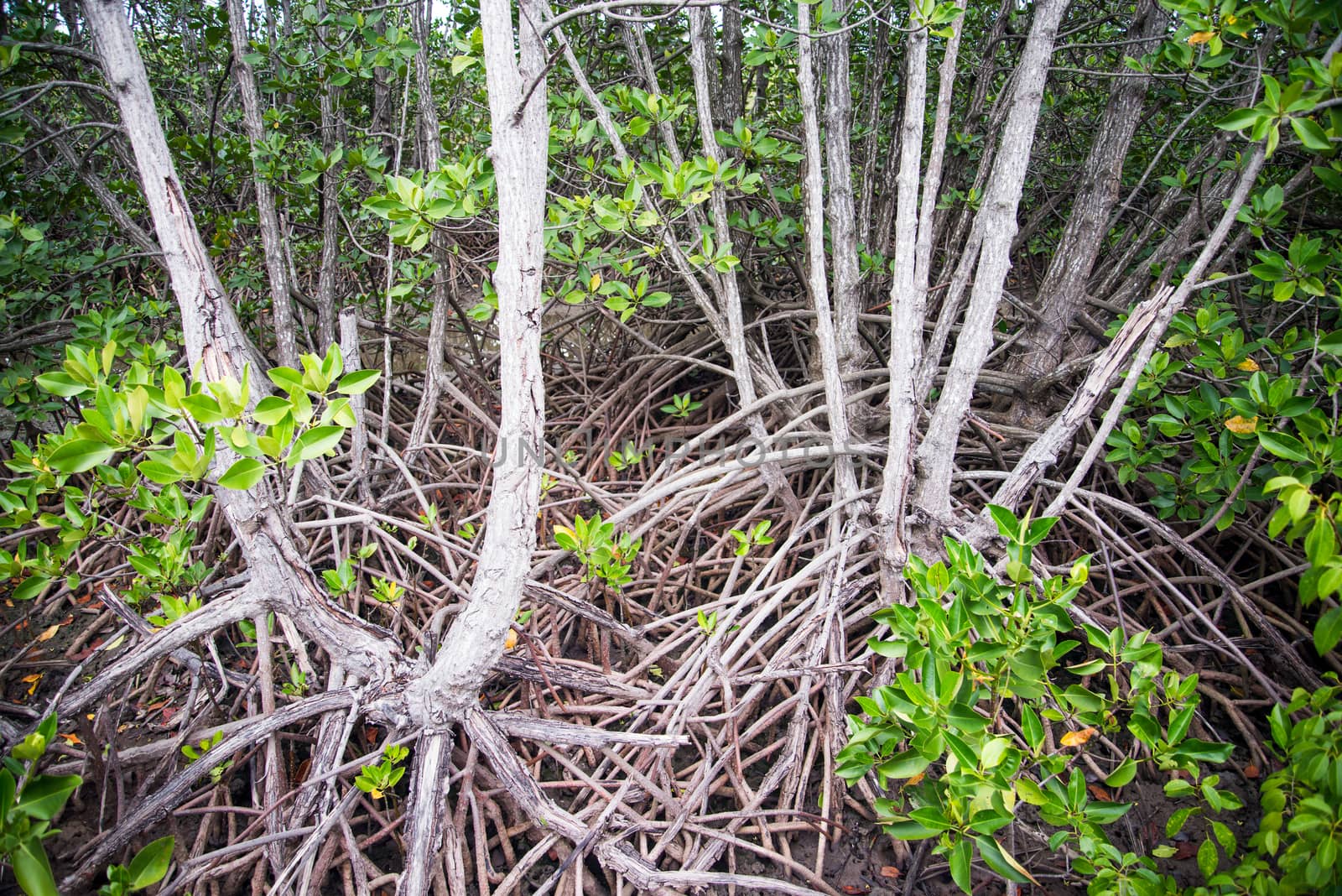 Mangrove forest on the coast of Thailand