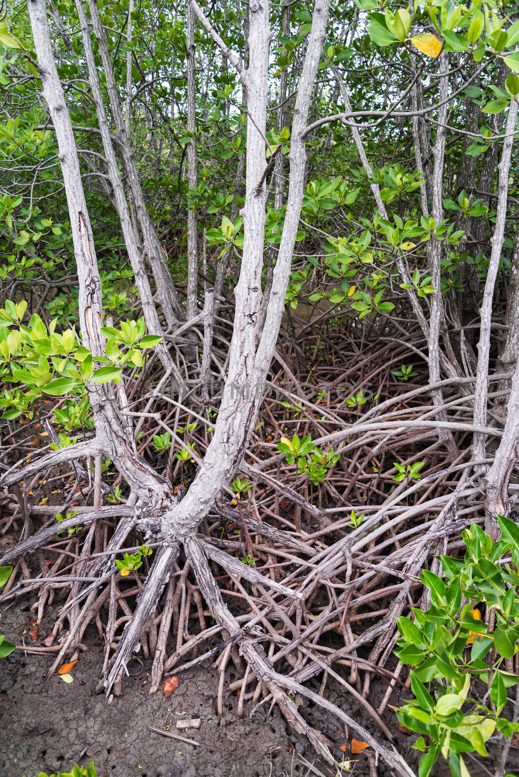 Mangrove forest on the coast of Thailand by jakgree