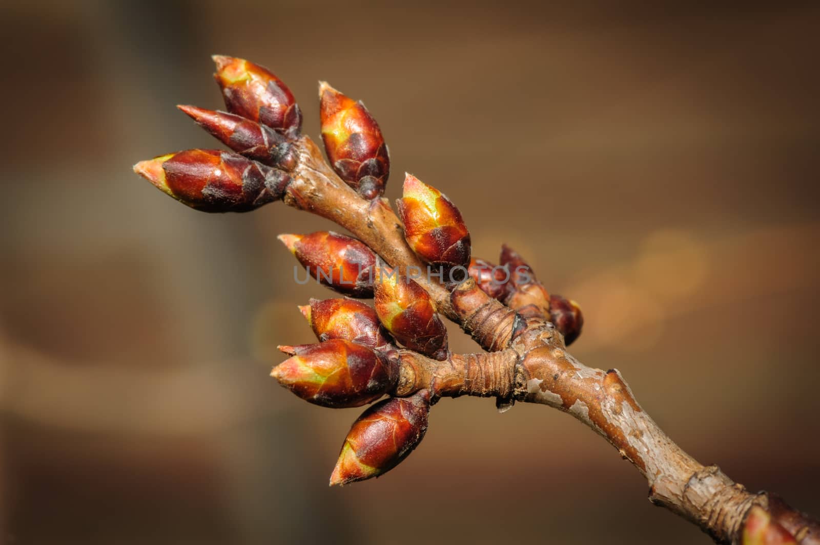 spring twig with new but still closed brown buds