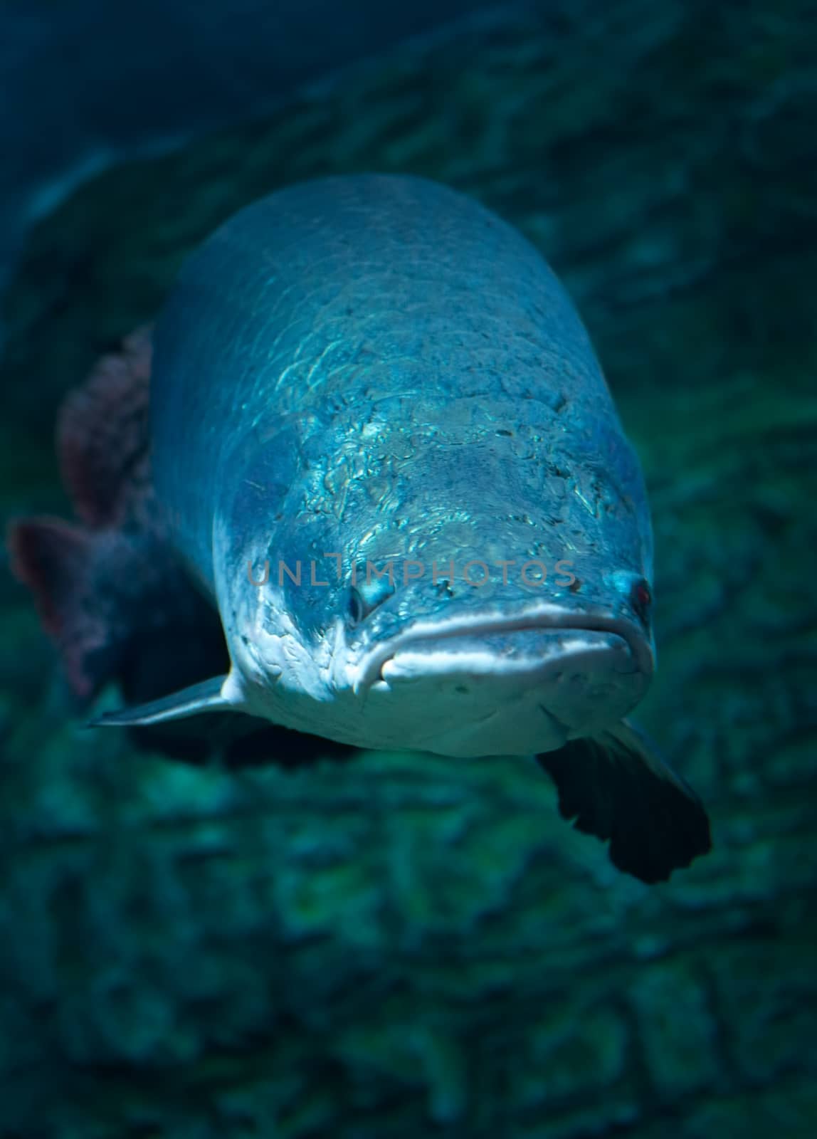 Amazing  giant fish at Moscow Oceanarium, Russia