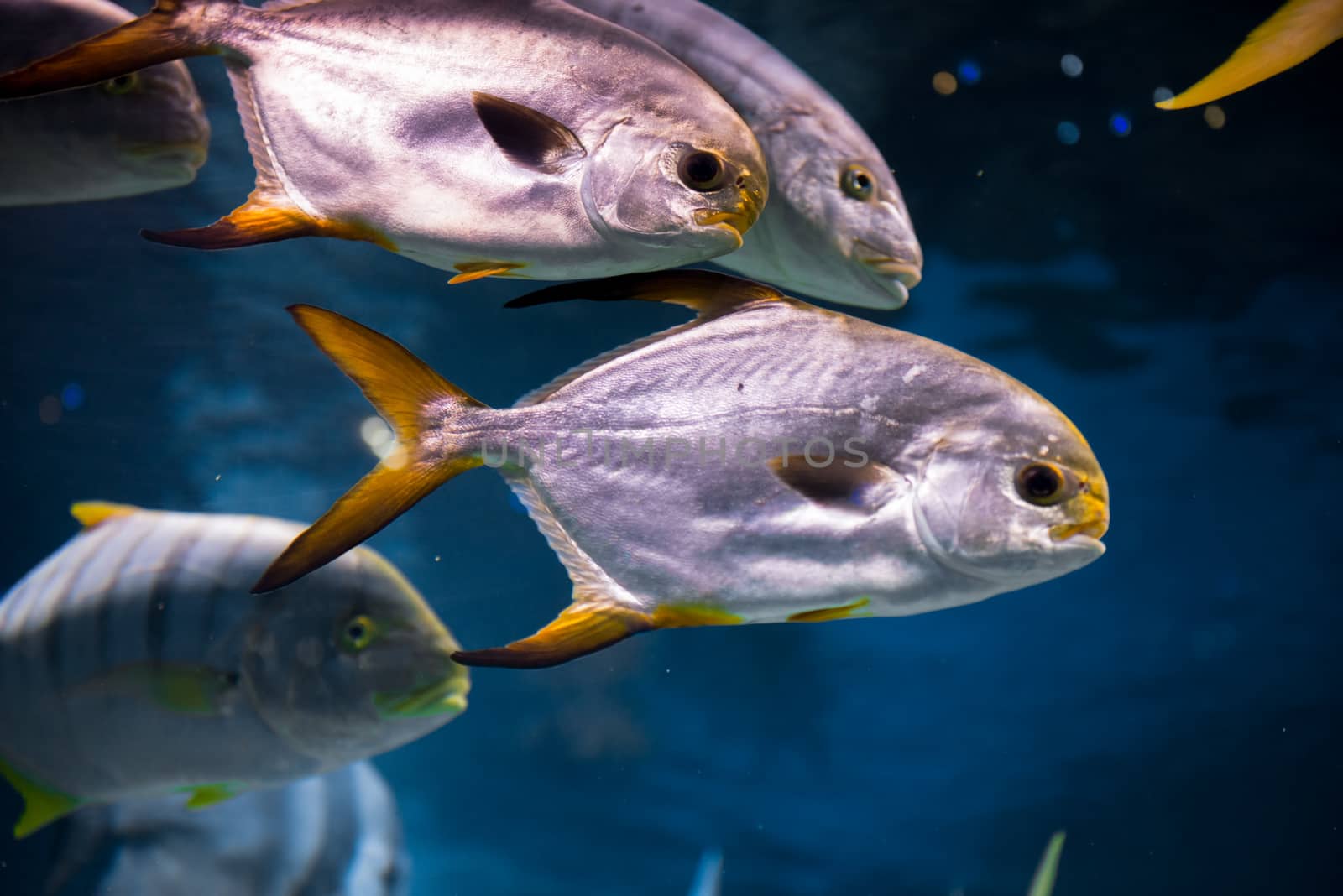 Tropical fish at Moscow Oceanarium by morskaja