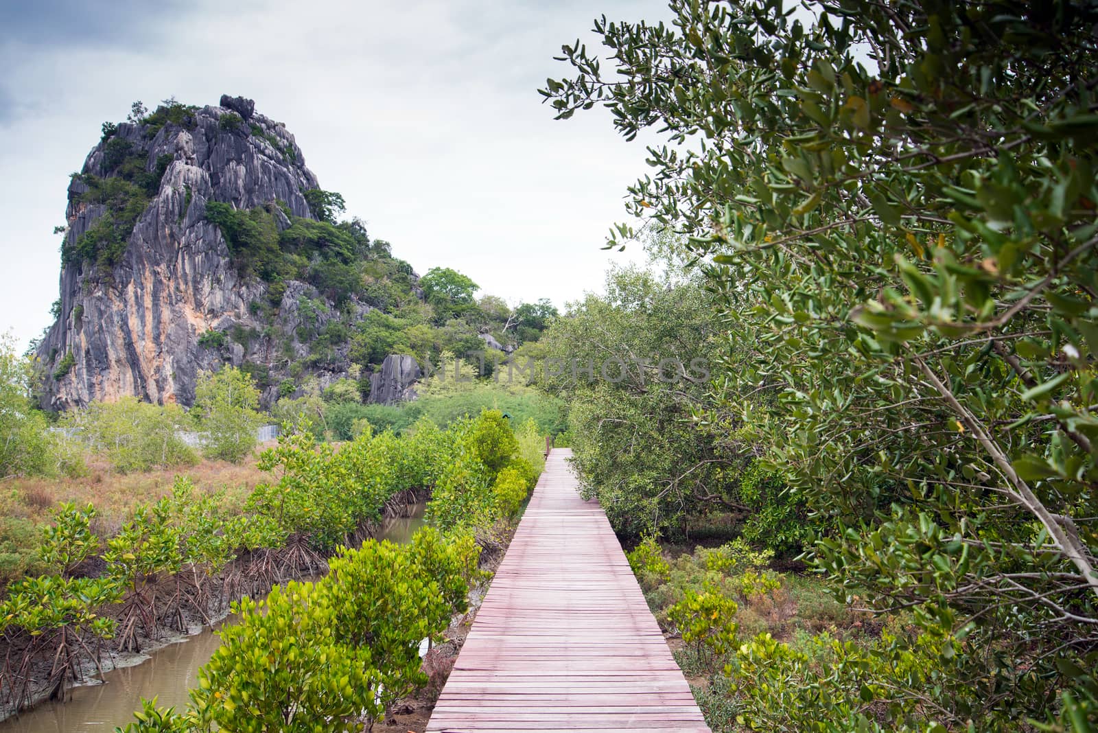 Wooden bridge through the mangrove reforestation