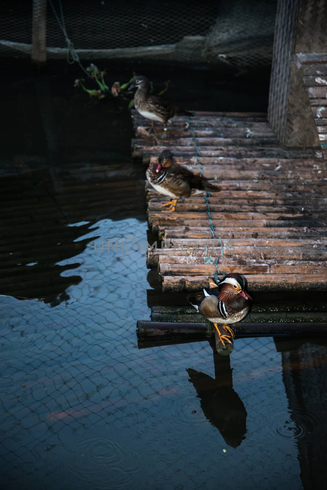 mandarin duck by jakgree