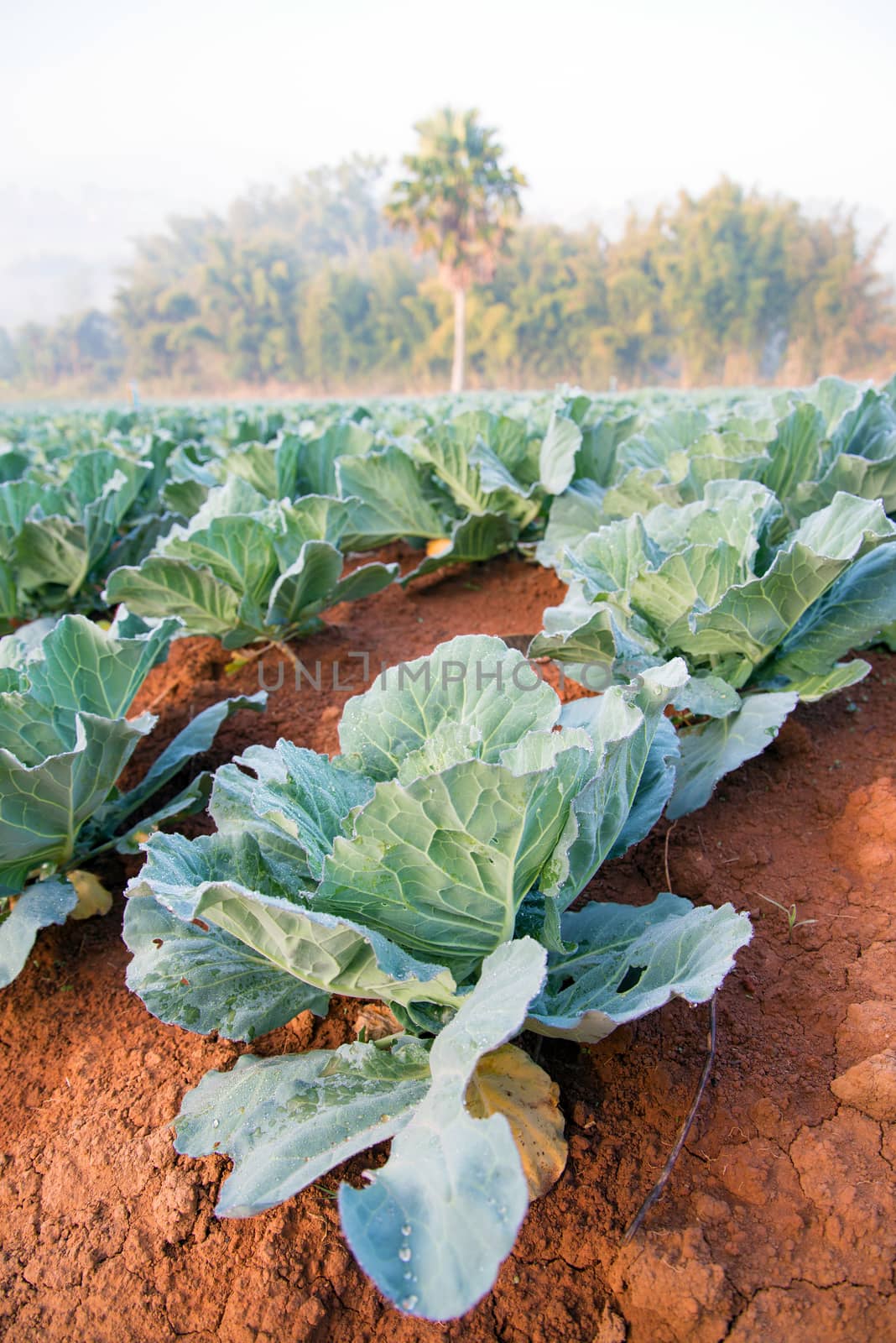 Many green cabbages in the agriculture fields by jakgree