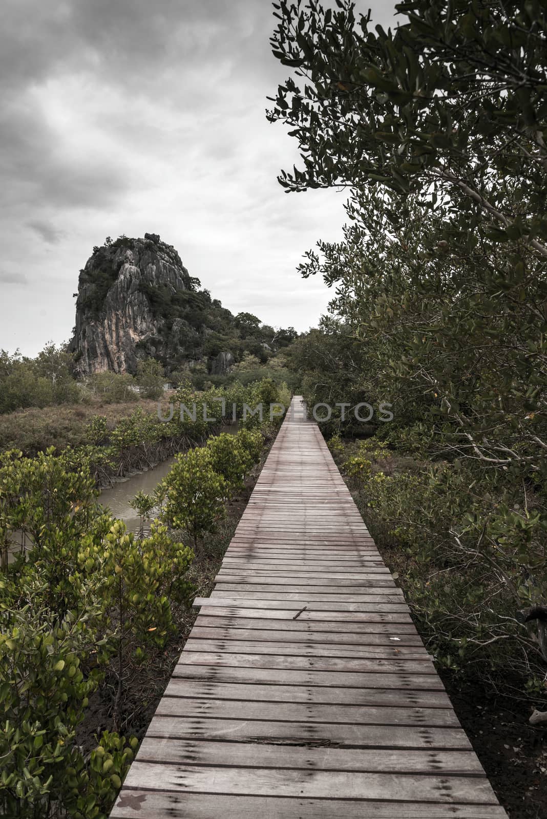 Dark tone of Wooden bridge through the mangrove reforestation by jakgree