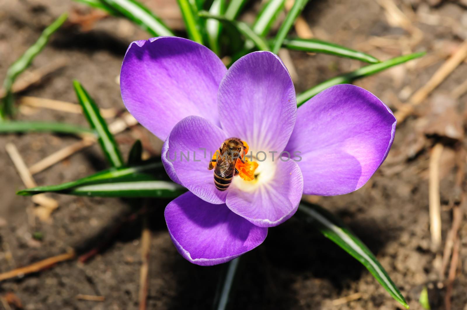 honey bee at violet crocus flower by starush