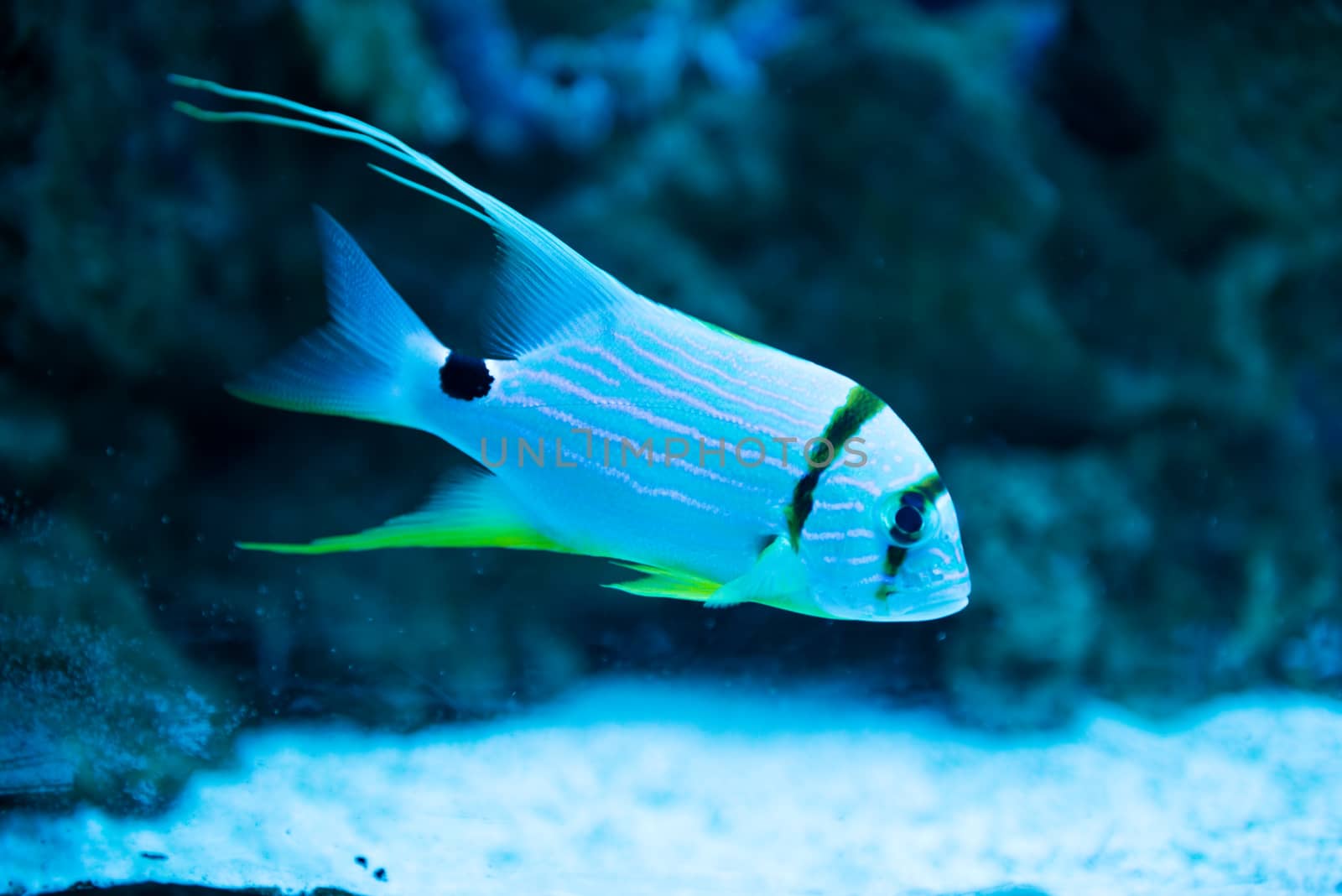 Amazing  tropical fish at Moscow Oceanarium, Russia