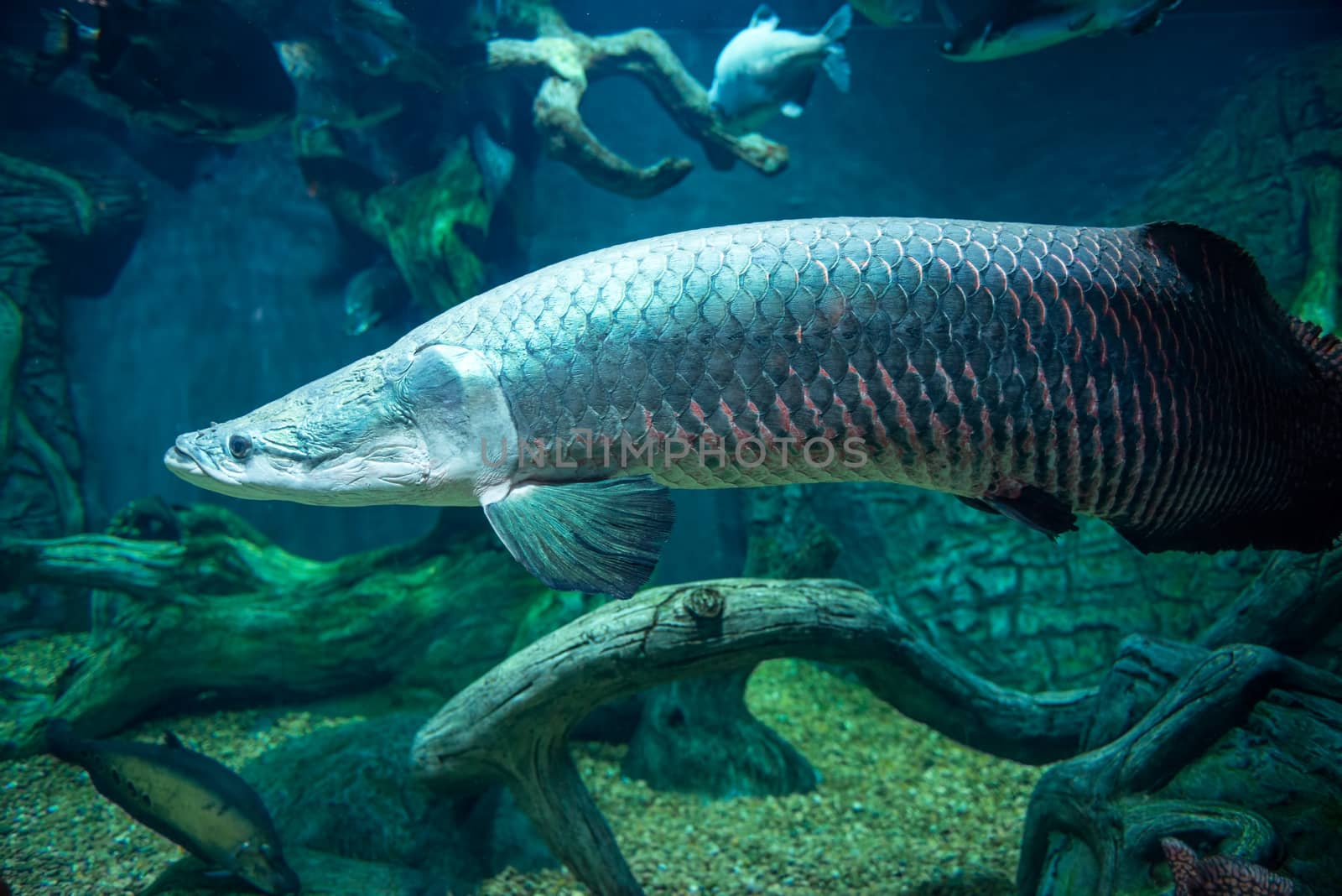 Amazing  giant fish at Moscow Oceanarium, Russia