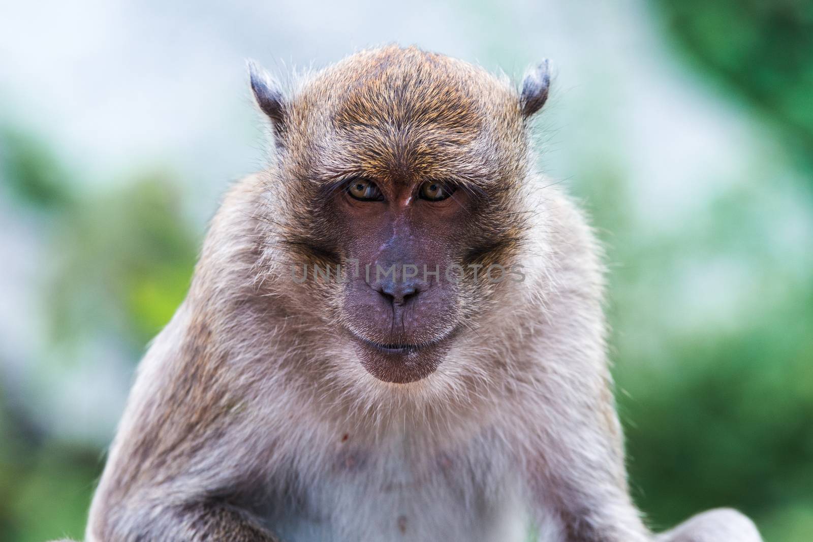 Portrait of Monkey - macaca fascicularis by jakgree