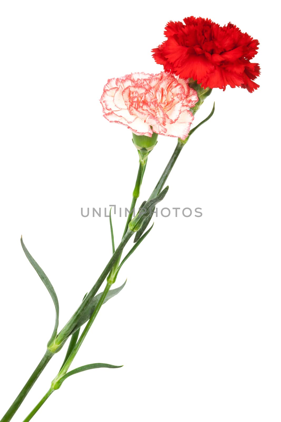 two carnation by terex