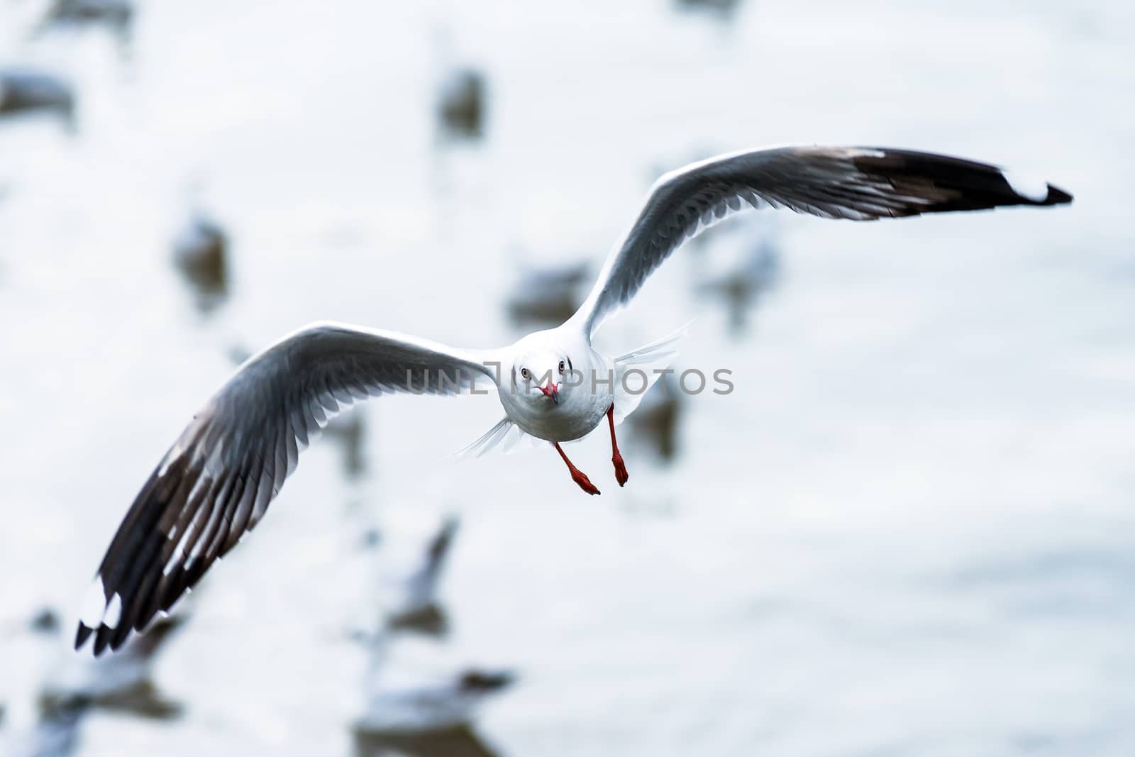 Flying seagull by jakgree