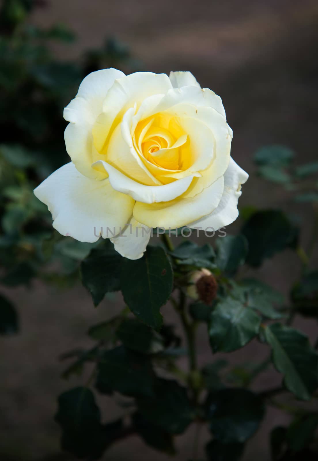 Roses on a bush in a garden

