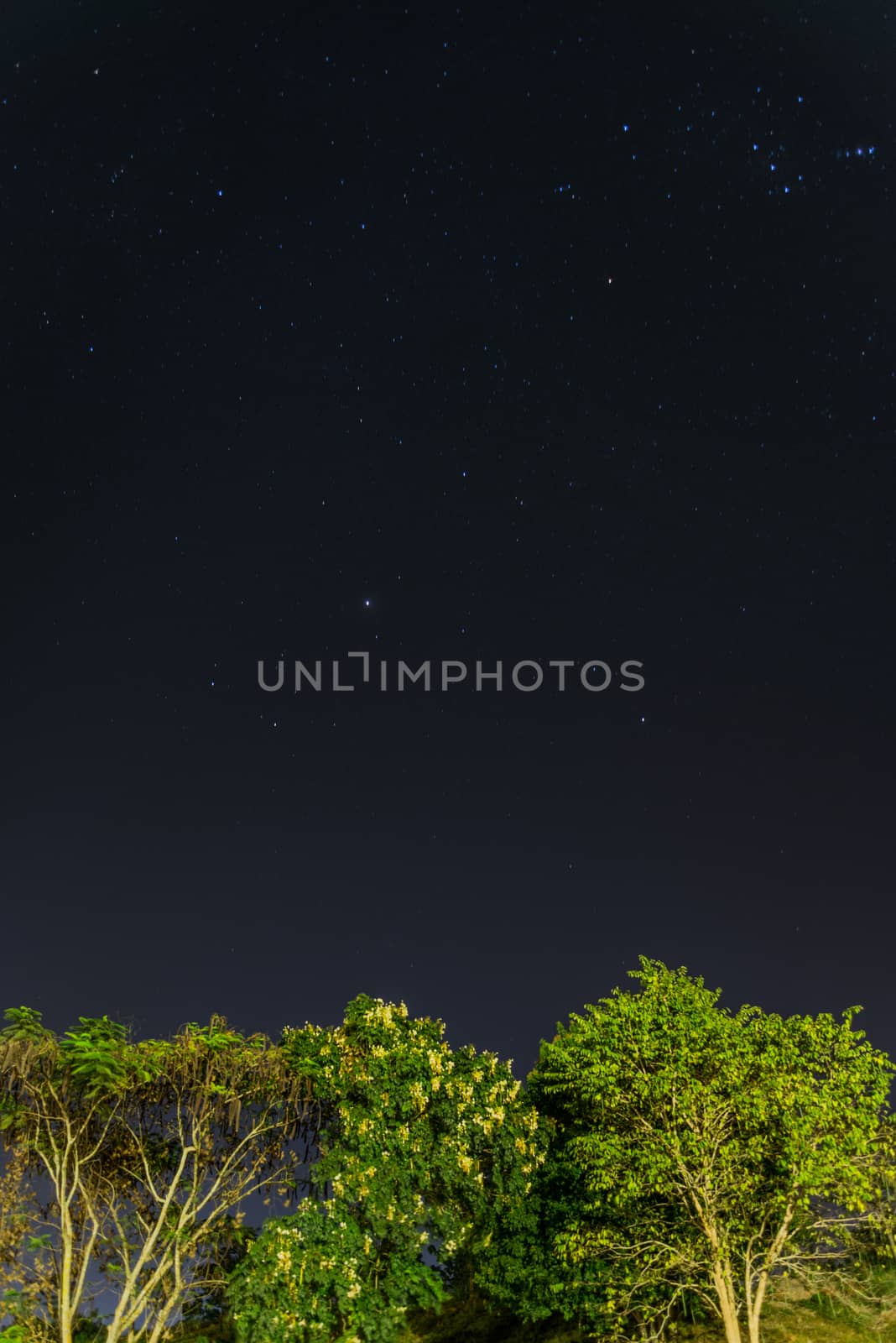 Night landscape Tree under the stars