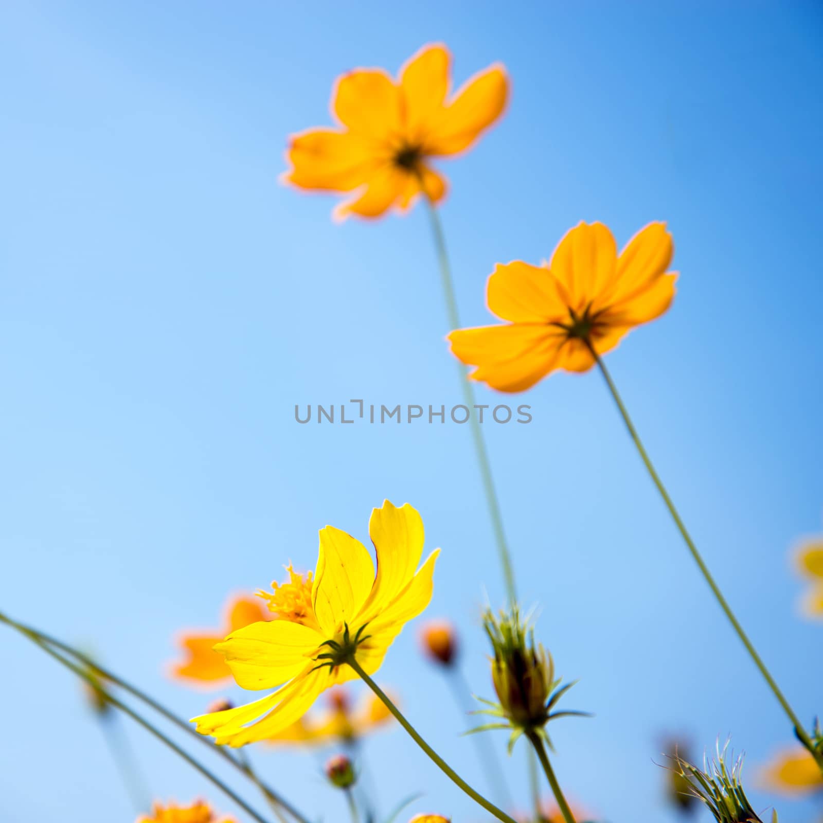 Cosmos flowers and blue sky