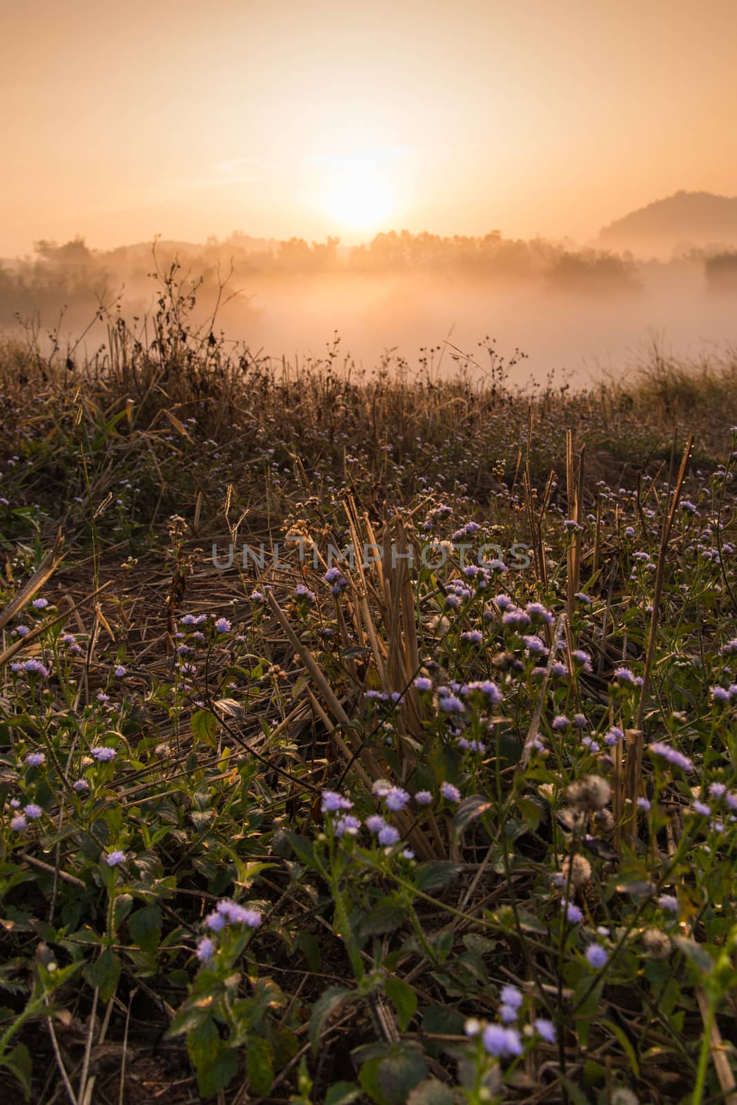 Flower and Sun rise at Phuthapboek Khoo kho , Phetchabun Thailand