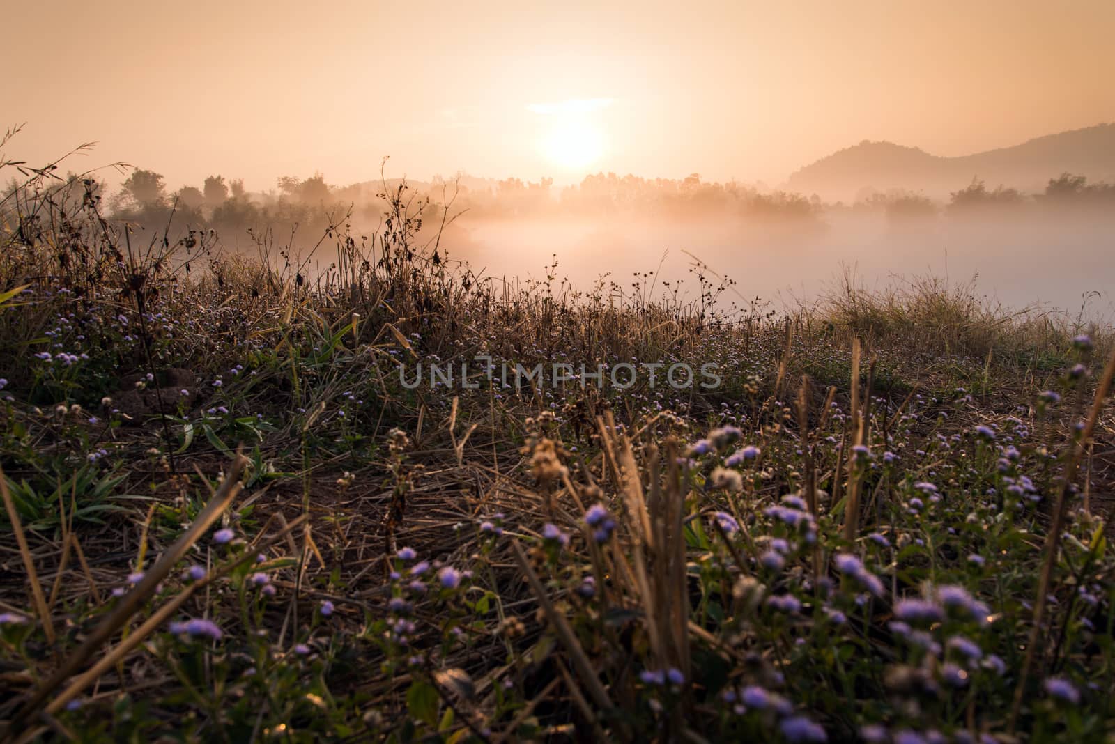 Flower and Sun rise at Phuthapboek Khoo kho , Phetchabun Thailand