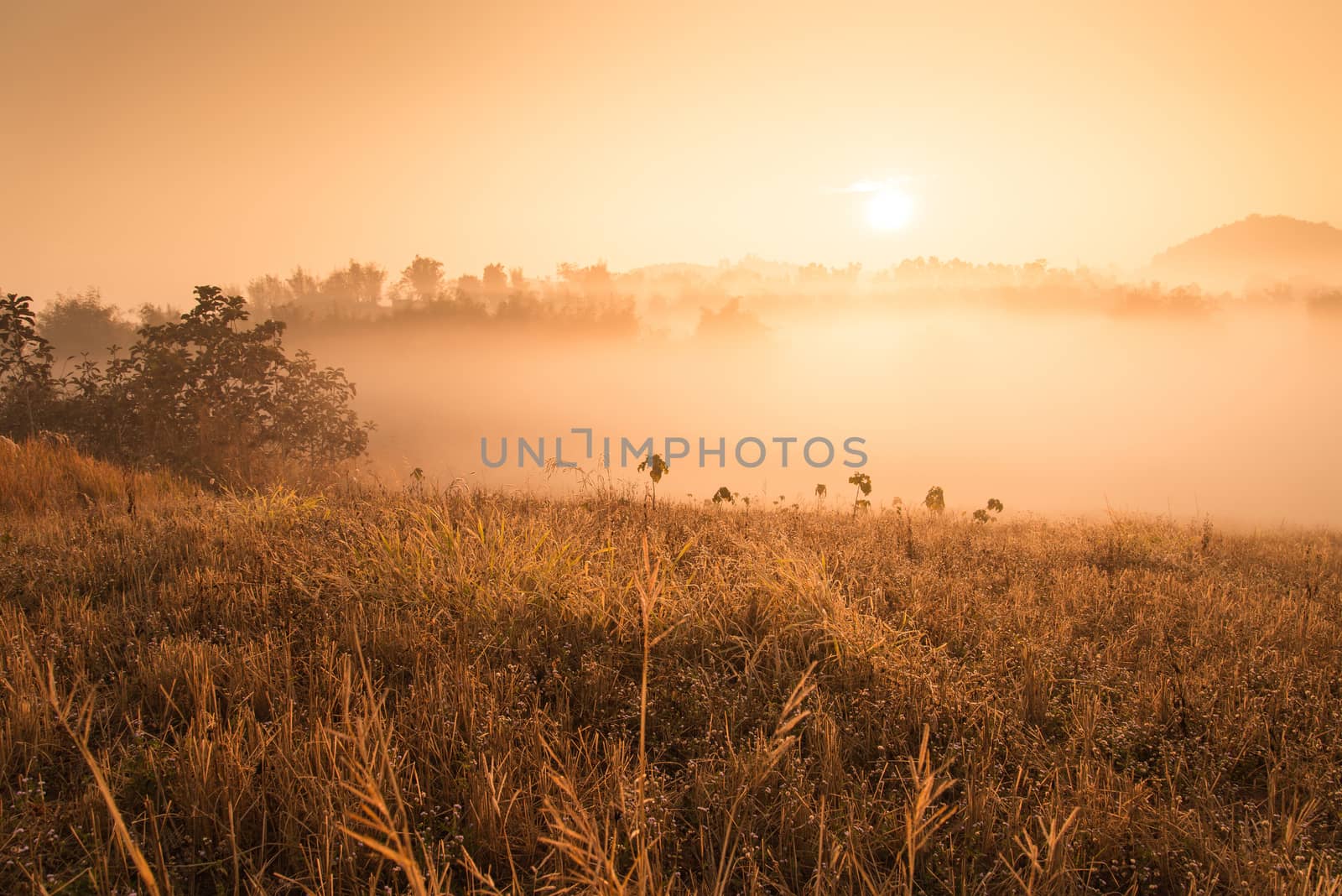 Landscape of mountain view at Phuthapboek Khoo kho , Phetchabun  by jakgree