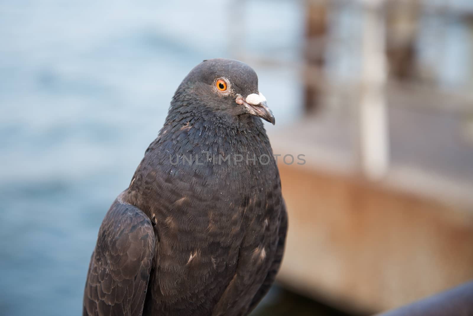 Pigeon head close up. by jakgree