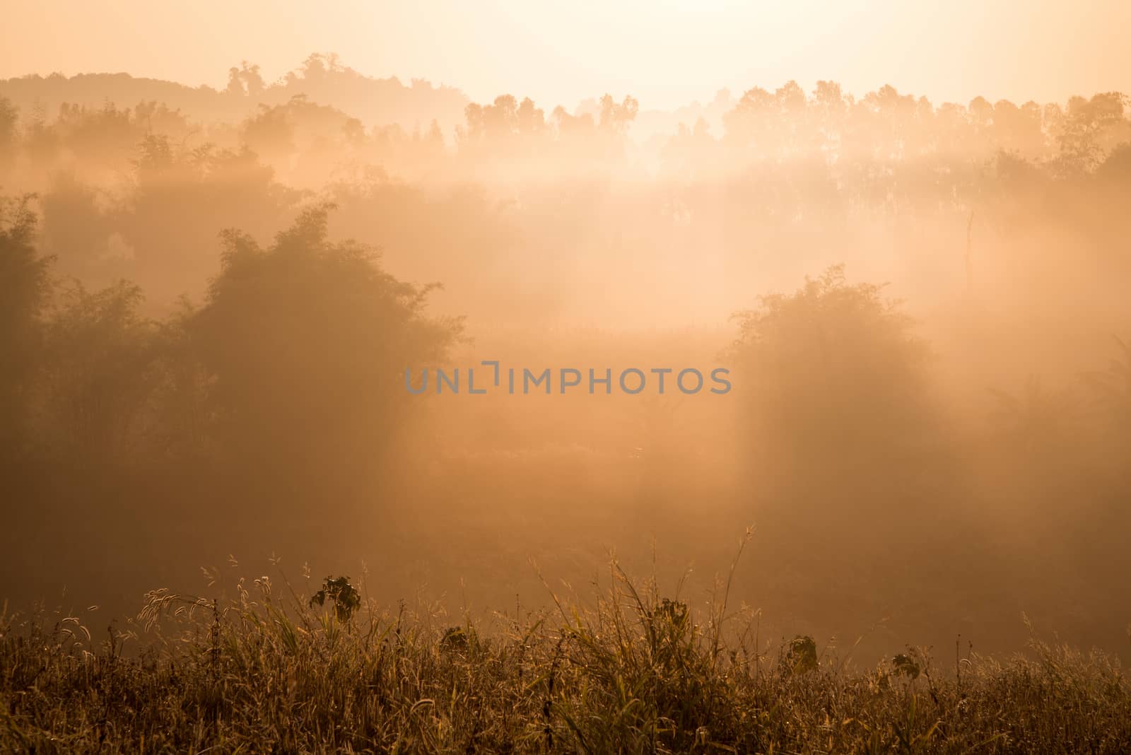 Landscape of mountain view at Phuthapboek Khoo kho , Phetchabun  by jakgree