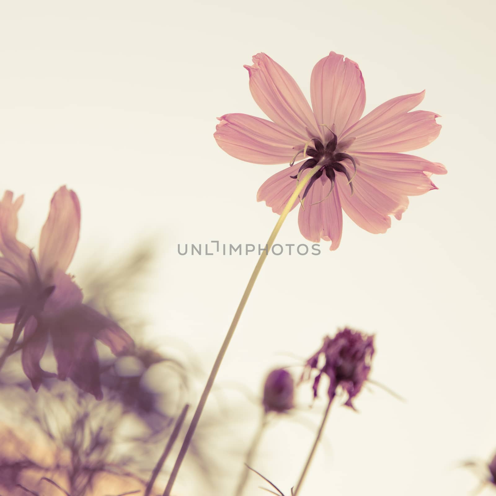 Vintage Cosmos flowers and sky