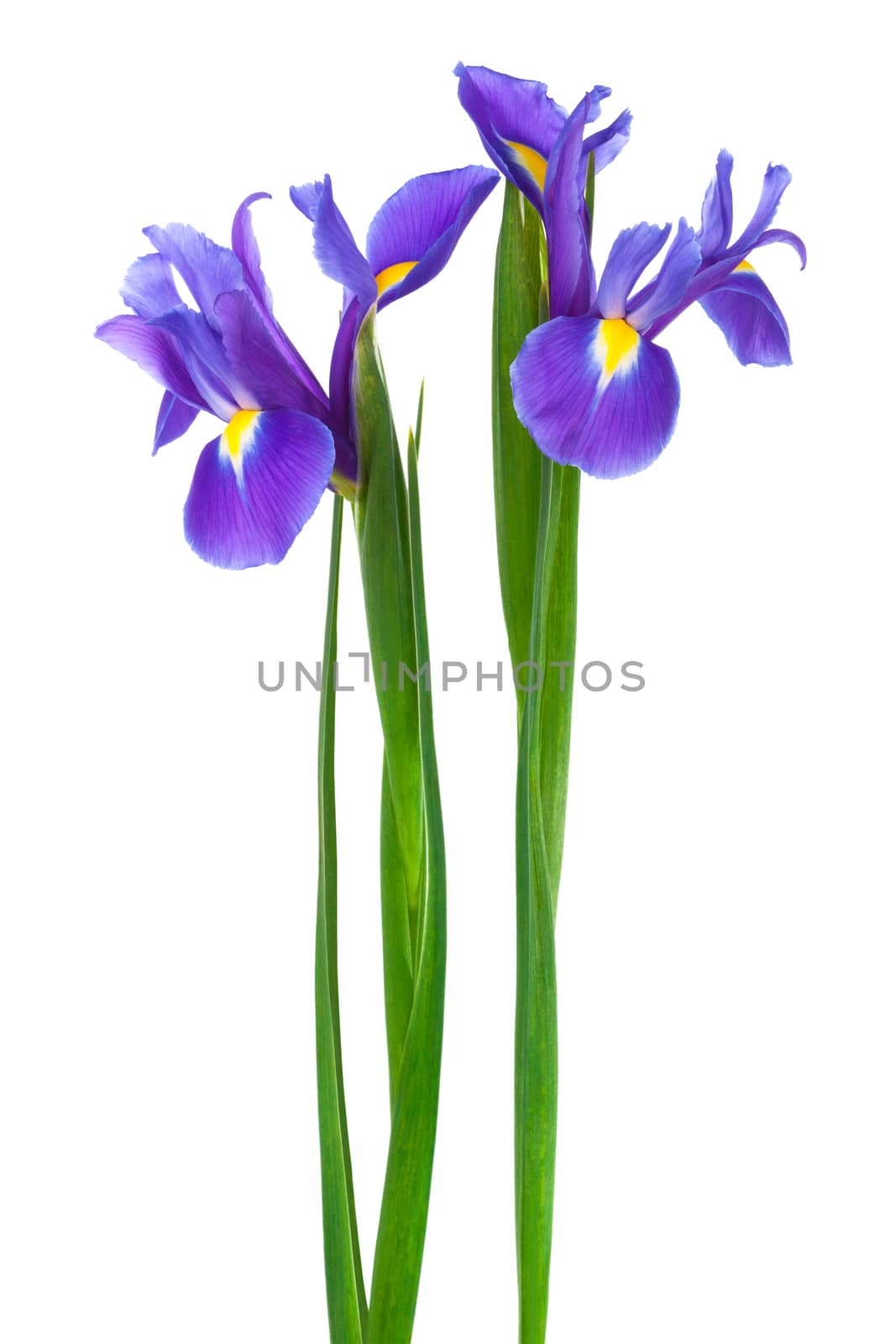 two purple iris by terex