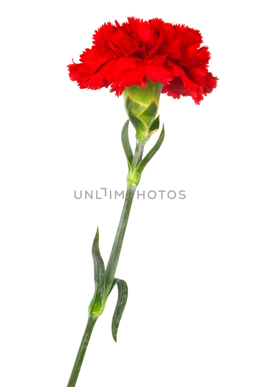 red carnation close-up on a white background