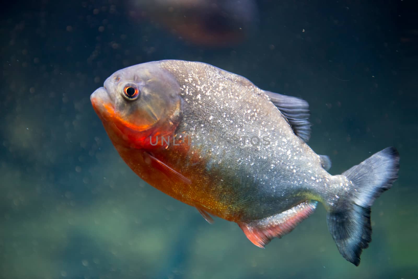 Piranha at Moscow Oceanarium by morskaja