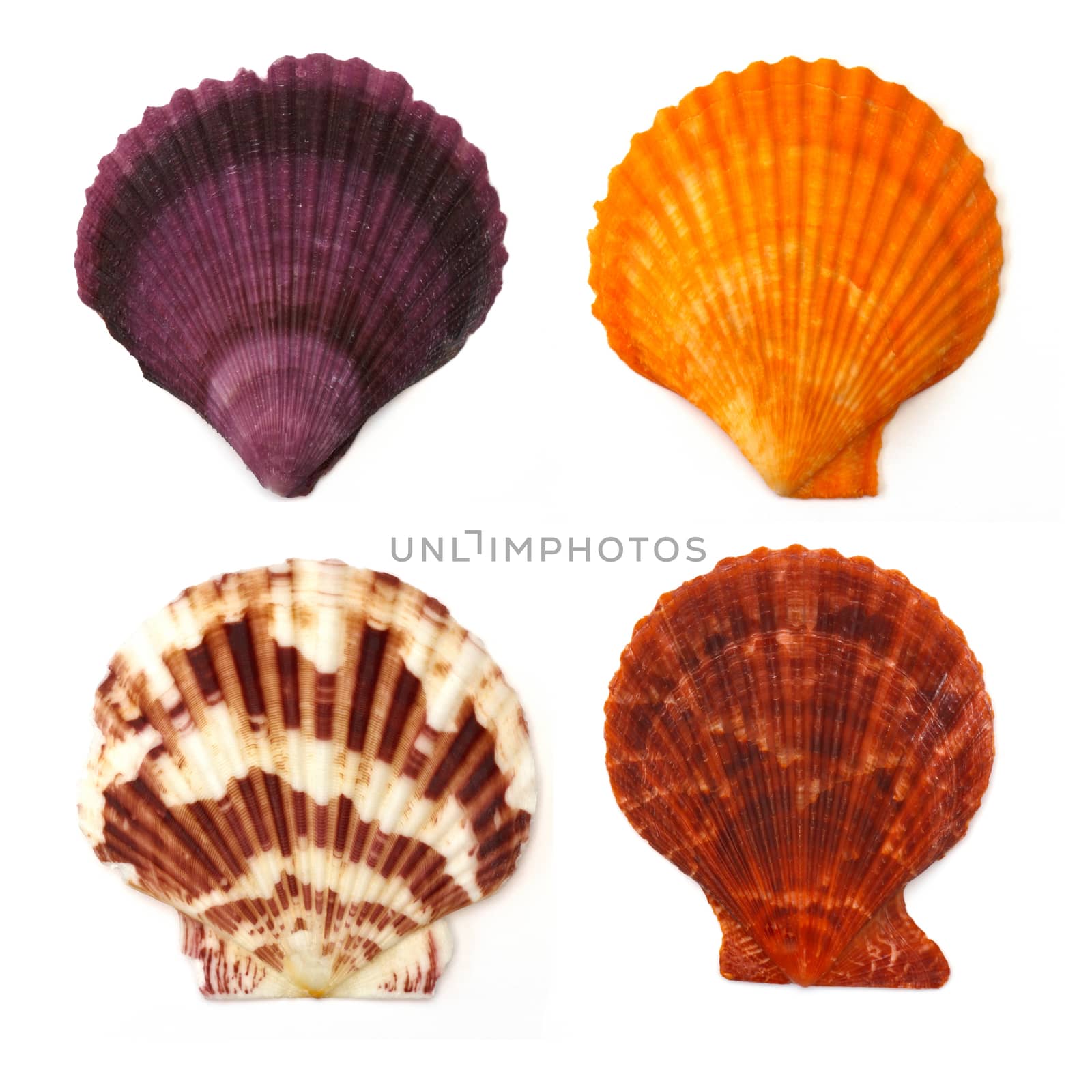 Sea shell on white background