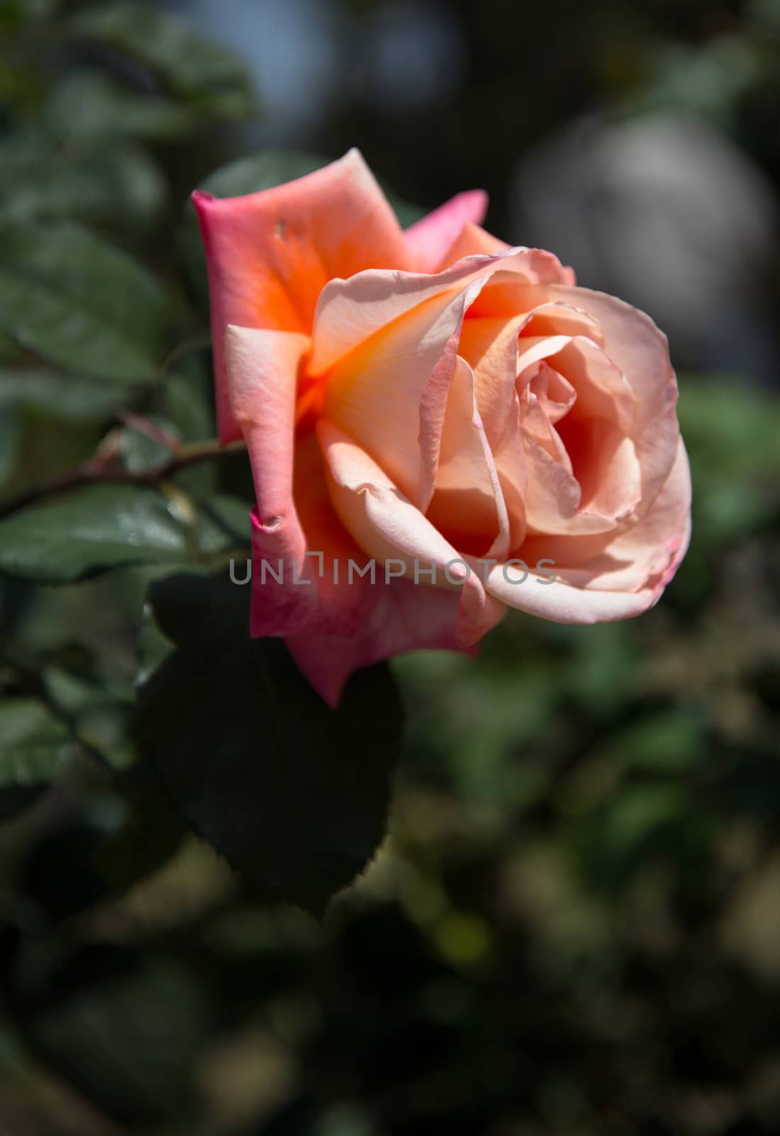 Roses on a bush in a garden