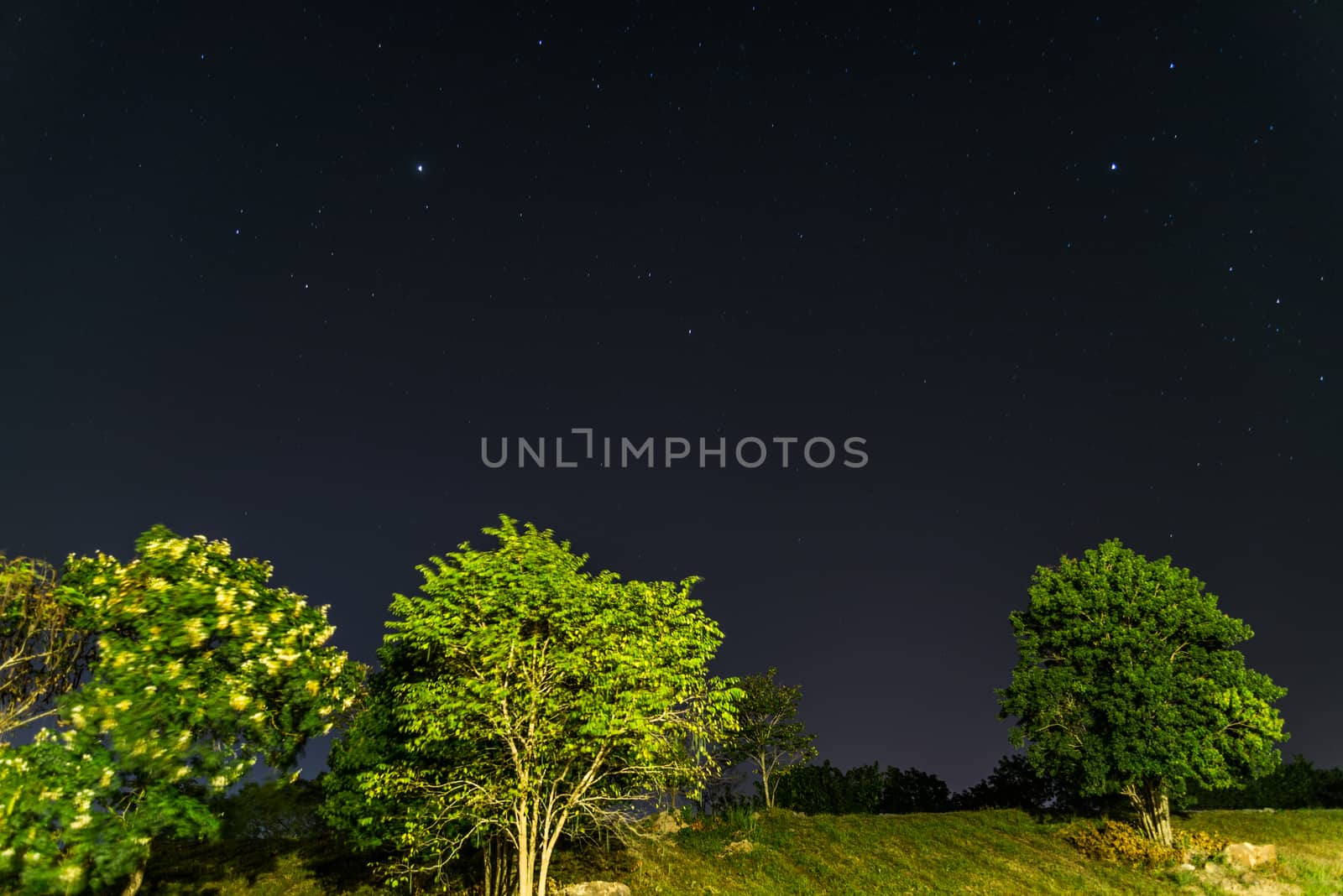 Night landscape Tree under the stars