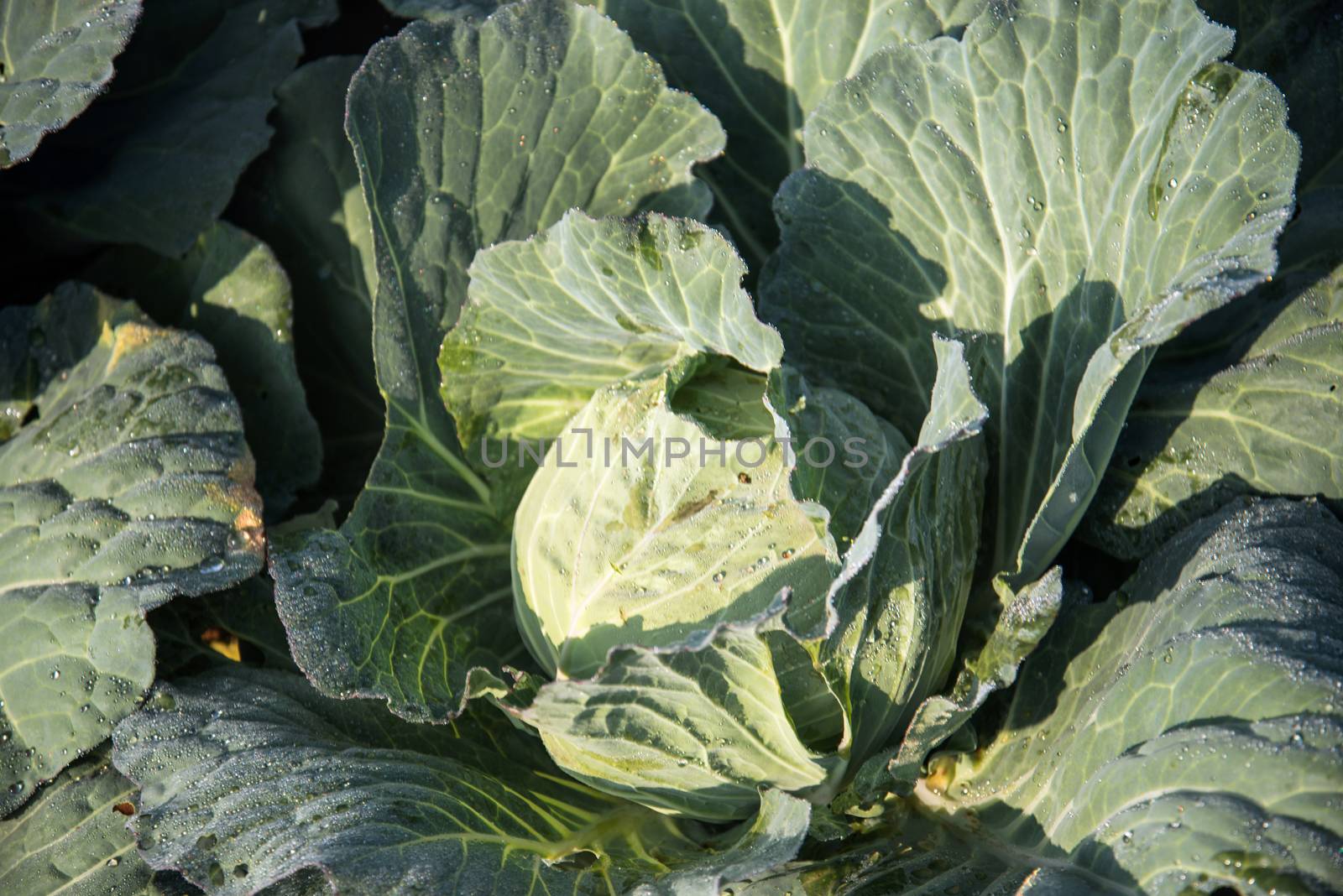 Fresh cabbage from top view