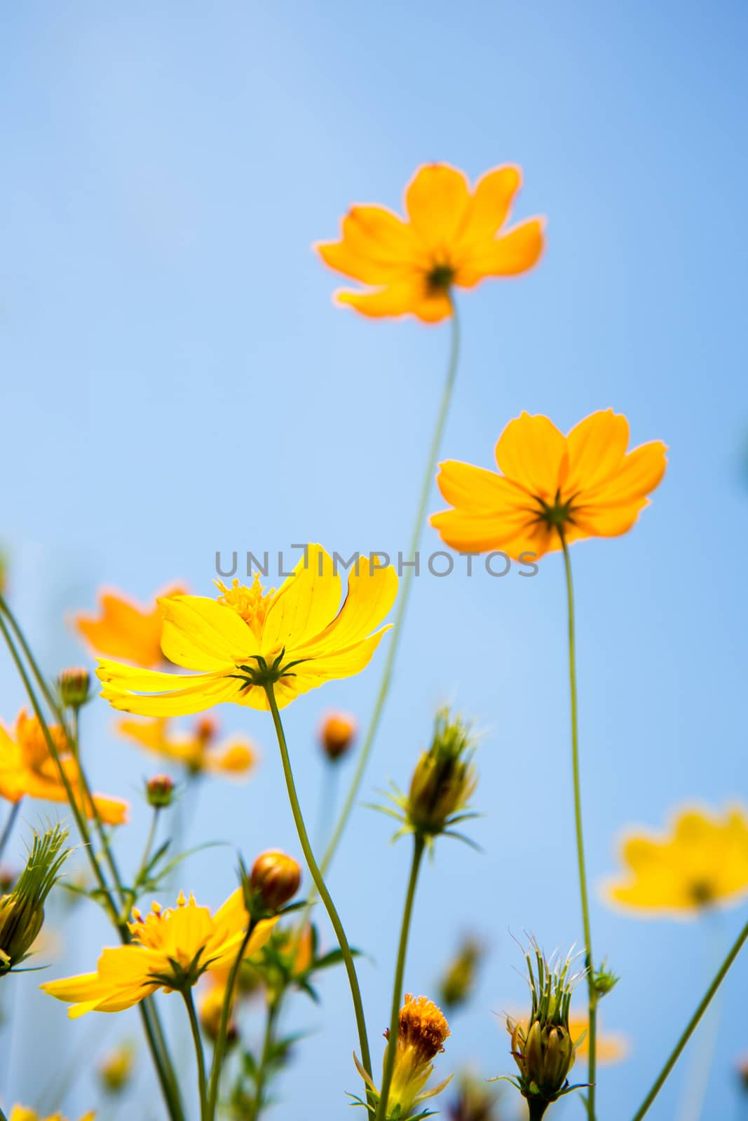 Cosmos flowers and blue sky by jakgree