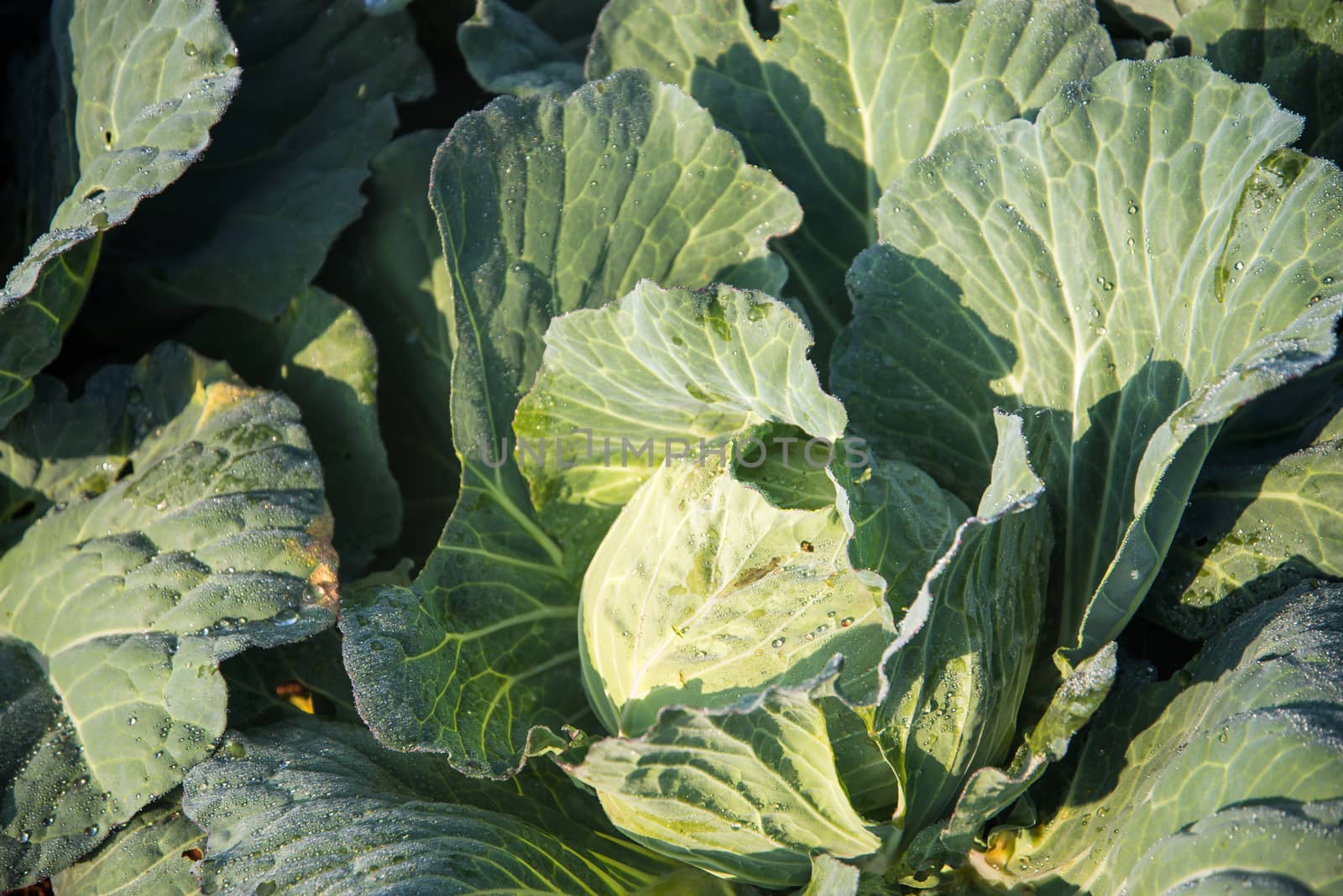 Fresh cabbage from top view