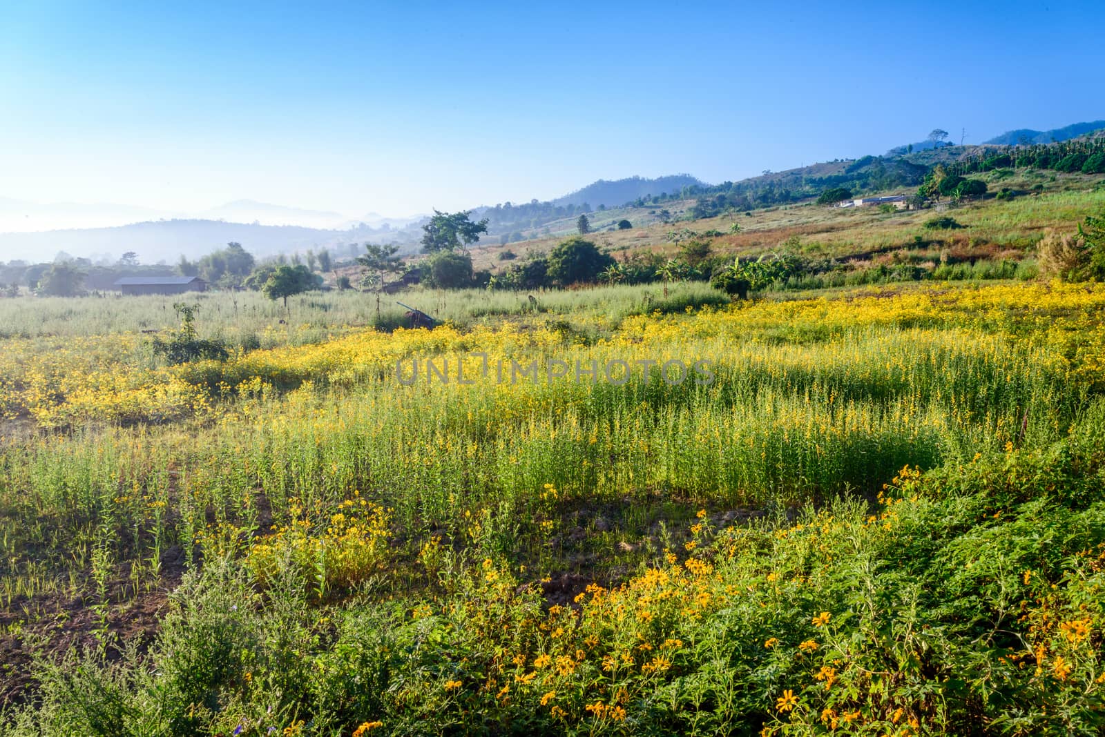 Landscape of yellow flower field in Chiang Mai, Thailand by jakgree