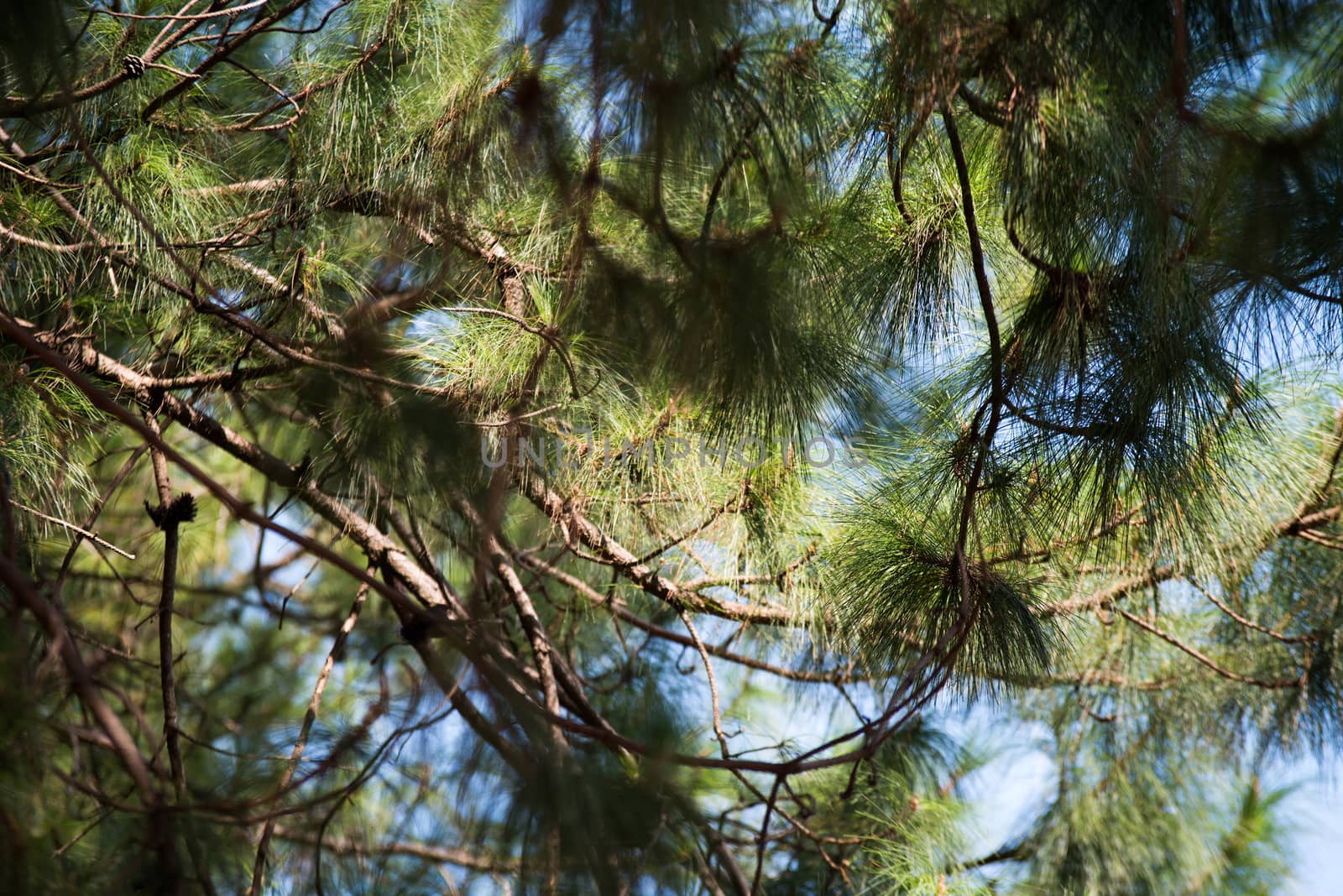Beautiful green pine tree background by jakgree