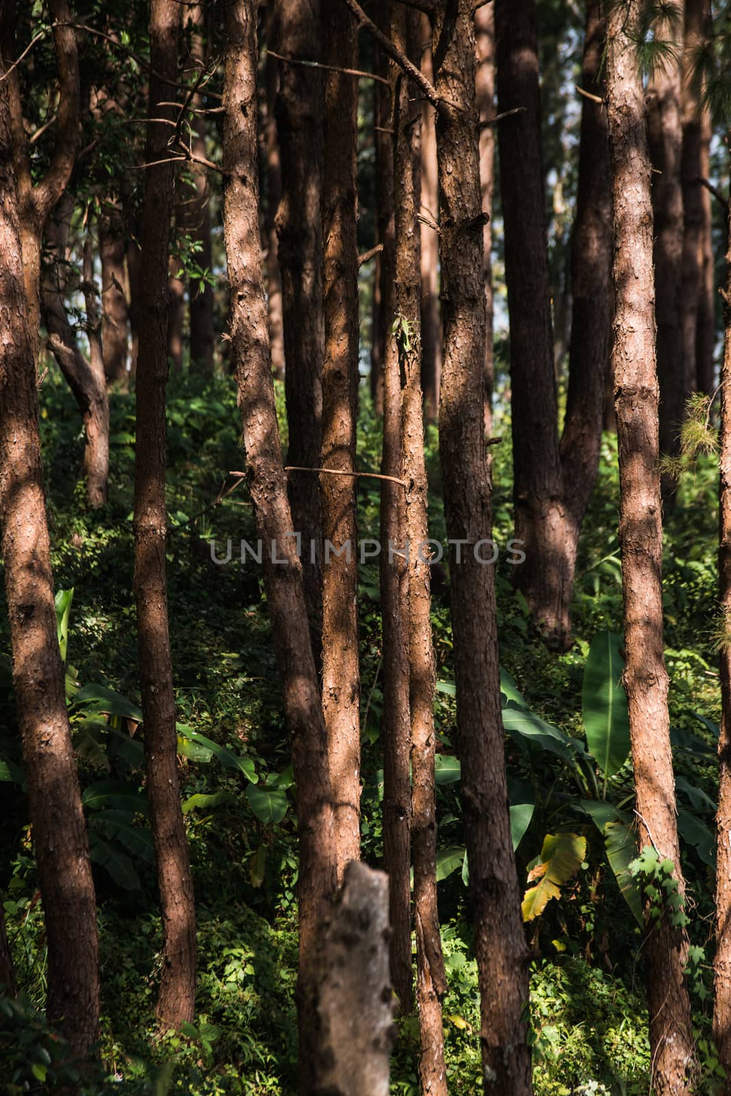 pine forest by jakgree